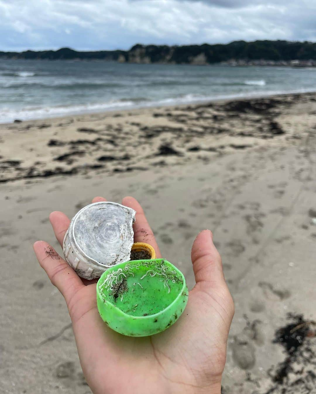 中島潮里さんのインスタグラム写真 - (中島潮里Instagram)「【ビーチクリーン🐠🐟🐬】 久しぶりにイベントでのcleanupします！ 🔸11月１６日午前中 🔸千葉県勝浦市中央海岸 (いつもゴミ多くて拾いきれません) 参加希望の方はDMくださーい🙋‍♀️❣️  . .  . .  #myhome#千葉県勝浦市#勝浦漁港#勝浦中央海水浴場#わんことお出かけ#ダルメシアン大好き#ダルメシアン#ダルメシアンコーデ#ダルメシアンのいる暮らし#ゴールデンレトリバー多頭飼い#ゴールデンレトリバーとの暮らし#マリブ#勝浦マリブ#cleanupchallenge#ビーチクリーン#ビーチクリーン活動#ビーチクリーン#クリーンナップ#ゴミ拾い活動」11月11日 17時20分 - whyte_shiori