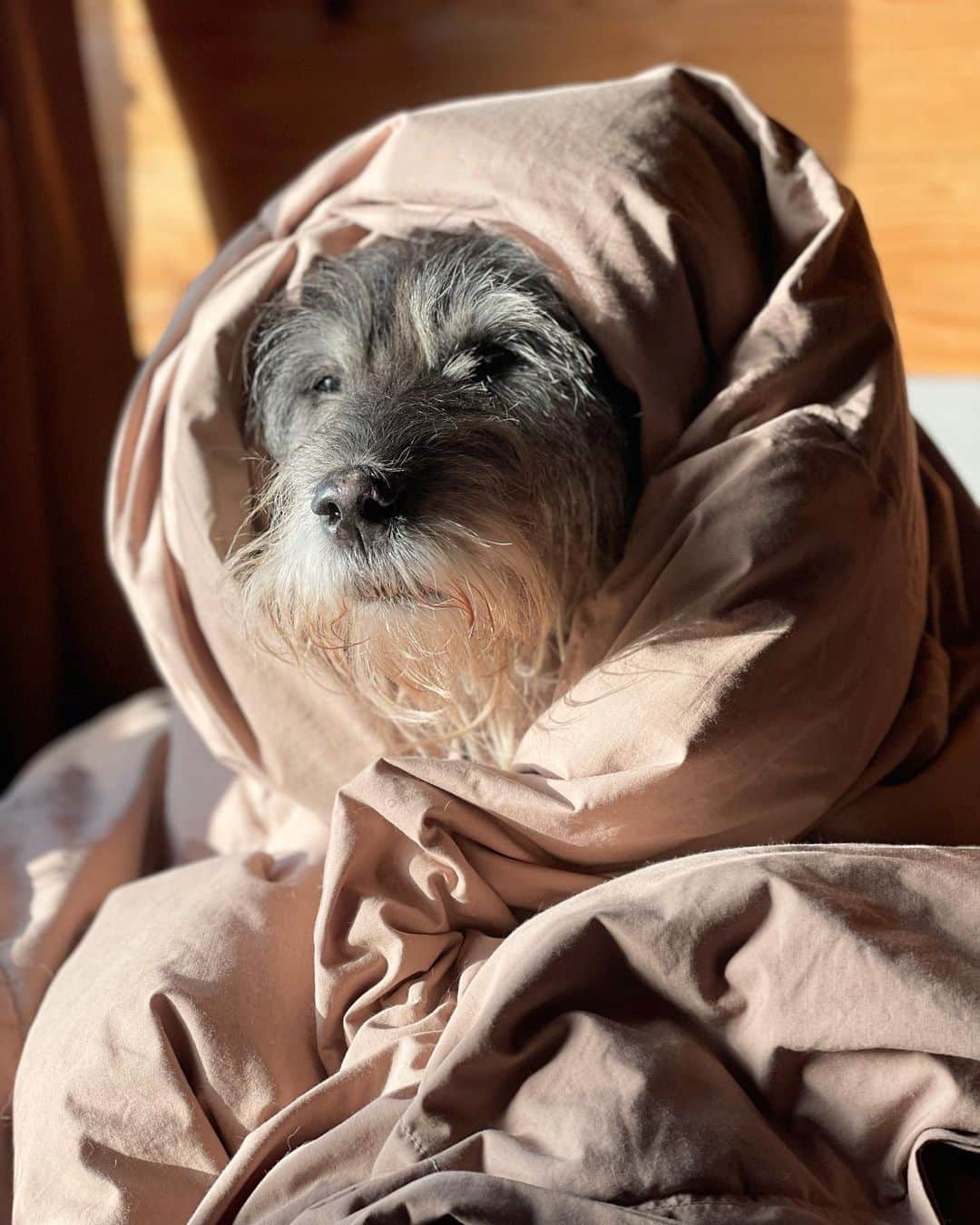 甲斐麻美のインスタグラム：「⛄️⛄️⛄️  急に寒かね〜 風邪ひかんごつせなん (とはいえ何年も風邪すら引いてない🤩)  毛むくじゃらなオドちゃんも 寒い時は一緒になって温もります😌♨️  一緒にいると あったかいね  #20231111 #kaicoの好日 #元保護犬 #保護犬を家族に」