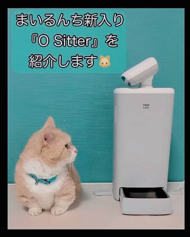 yuriyuri4mamaのインスタグラム：「今日はまいるんちの新入りの『O Sitter』くんの紹介です🩵 いわゆる猫用見守りスマートロボットです。  私のお気に入りの『O Sitter』くんの最大の魅力は、ペットのAI検知、さらに360°の自動追尾という機能が付いていること。  リアルタイム視聴はもちろん、生活記録や1日をハイライトで見ることもできます。  また、給餌プランも設定でき、動画も写真も好きな時に撮ることもできます。  他にもたくさん機能があるので色々試しているのですが、今まで知らなかった表情や行動も発見できたり、しばらく楽しめそうです🩵  https://link.7sgood.com/s/9P43zd  クーポンコード【asr211】合計で最大2000円OFF  プロフィールにリンクを貼っていますので、是非チェックしてみてください✅  @7sgood_jp @hholove_global   #HHOLove #OSitter#7sGood#PR #まいるんち#猫用見守りスマートロボット」