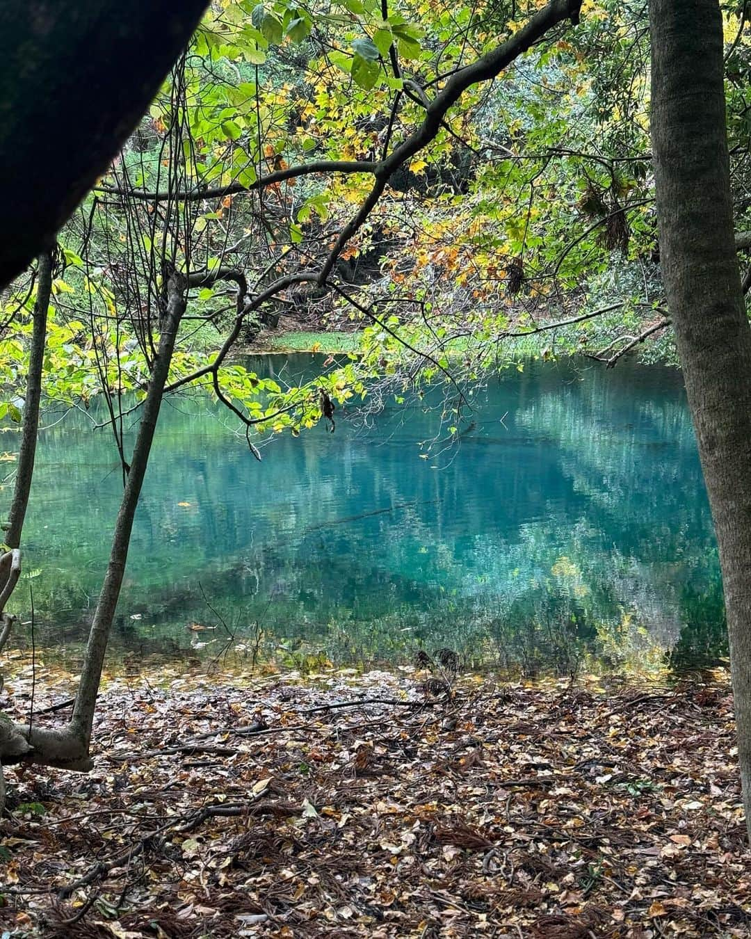 堀江貴文さんのインスタグラム写真 - (堀江貴文Instagram)「#salmon #pond #丸池様 #鮭の人工孵化場」11月11日 8時51分 - takapon_jp