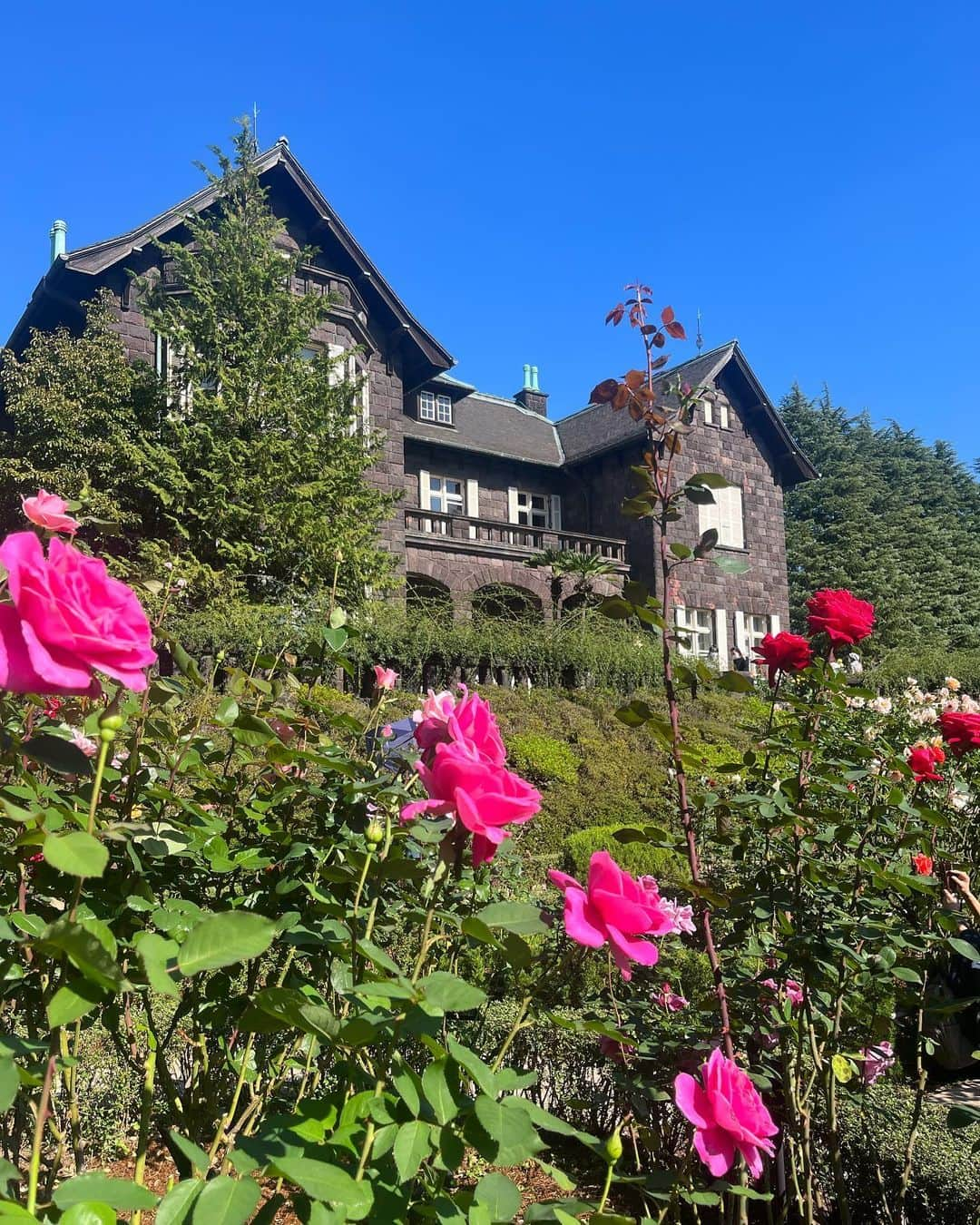 東紗友美さんのインスタグラム写真 - (東紗友美Instagram)「ロケ地の名所🌹旧古河庭園へ 西洋式の庭園とその奥に見える洋館、この絵画的な景観美よ！！季節の植物が年中楽しめますがやはり🌹が見たかった。 旧古河庭園は大正時代の建築物なので、レトロなコーデがいいかなと思って。つけ襟コーデにしました。 それなりに歩くので下はデニムで👖 #ミステリと言う勿れ  ロケ地てして最近話題になりました。 #映画ロケ地　#ドラマロケ地 現在の洋館と洋風庭園の設計者は、明治から大正にかけて、鹿鳴館、ニコライ堂、旧岩崎邸庭園洋館、有栖川宮邸などを手がけたジョサイア・コンドルさん。鹿鳴館と同じ方だったんですね！！なんどか旧古河庭園に行ったことがあるので、きちんと調べてこなかった💦日本近代建築界の父👏 #鹿鳴館　#ジョサイアコンドル　名前は聞いたことがあったのですがこちらもだったとは。  今日のわたしの写真はすべて母撮影🌹 愛情込めて素敵に撮ってくれてありがとう💓 バラの名前が特徴的ですのでそれぞれ見ながら「なんでこの名前になったのかな？」なんて話をしながら回る庭園巡りはなんだかほのぼのした昼下がりでした☺️  あまりにも良い香りだからか虫に食べられちゃったバラもいましたけど枯れゆく様も、それぞれに表情があってなんとも可愛らしかったです。 #映画ロケ地 #ドラマロケ地」11月11日 8時45分 - higashisayumi