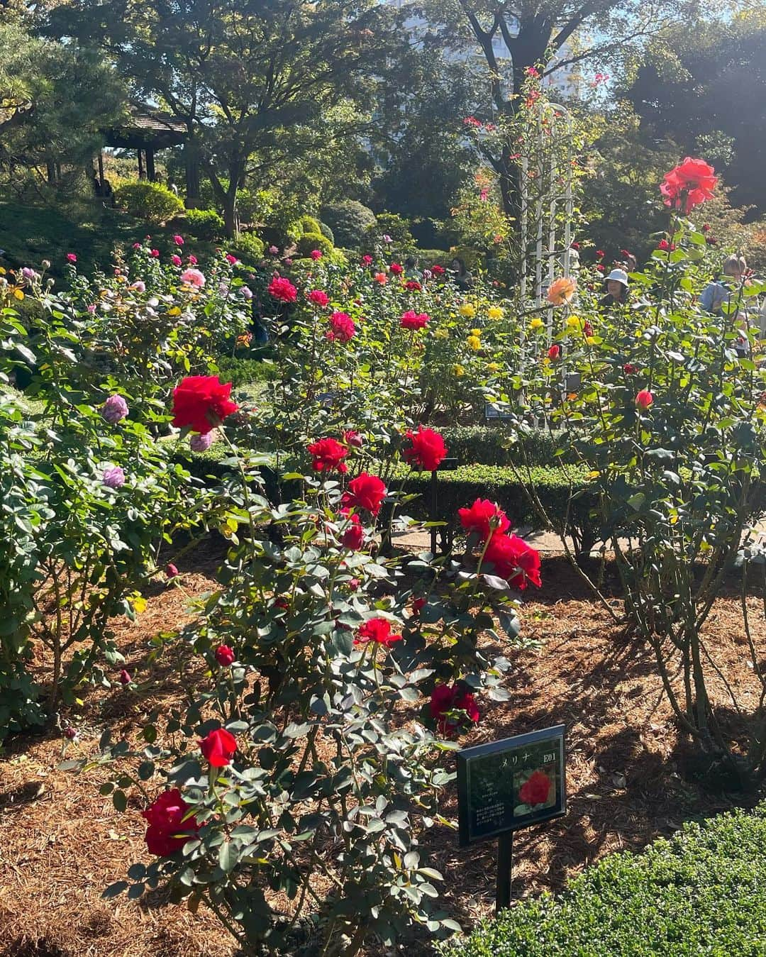 東紗友美さんのインスタグラム写真 - (東紗友美Instagram)「ロケ地の名所🌹旧古河庭園へ 西洋式の庭園とその奥に見える洋館、この絵画的な景観美よ！！季節の植物が年中楽しめますがやはり🌹が見たかった。 旧古河庭園は大正時代の建築物なので、レトロなコーデがいいかなと思って。つけ襟コーデにしました。 それなりに歩くので下はデニムで👖 #ミステリと言う勿れ  ロケ地てして最近話題になりました。 #映画ロケ地　#ドラマロケ地 現在の洋館と洋風庭園の設計者は、明治から大正にかけて、鹿鳴館、ニコライ堂、旧岩崎邸庭園洋館、有栖川宮邸などを手がけたジョサイア・コンドルさん。鹿鳴館と同じ方だったんですね！！なんどか旧古河庭園に行ったことがあるので、きちんと調べてこなかった💦日本近代建築界の父👏 #鹿鳴館　#ジョサイアコンドル　名前は聞いたことがあったのですがこちらもだったとは。  今日のわたしの写真はすべて母撮影🌹 愛情込めて素敵に撮ってくれてありがとう💓 バラの名前が特徴的ですのでそれぞれ見ながら「なんでこの名前になったのかな？」なんて話をしながら回る庭園巡りはなんだかほのぼのした昼下がりでした☺️  あまりにも良い香りだからか虫に食べられちゃったバラもいましたけど枯れゆく様も、それぞれに表情があってなんとも可愛らしかったです。 #映画ロケ地 #ドラマロケ地」11月11日 8時45分 - higashisayumi