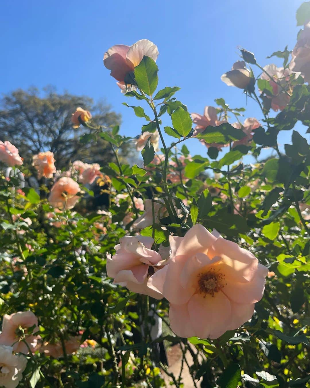 東紗友美さんのインスタグラム写真 - (東紗友美Instagram)「ロケ地の名所🌹旧古河庭園へ 西洋式の庭園とその奥に見える洋館、この絵画的な景観美よ！！季節の植物が年中楽しめますがやはり🌹が見たかった。 旧古河庭園は大正時代の建築物なので、レトロなコーデがいいかなと思って。つけ襟コーデにしました。 それなりに歩くので下はデニムで👖 #ミステリと言う勿れ  ロケ地てして最近話題になりました。 #映画ロケ地　#ドラマロケ地 現在の洋館と洋風庭園の設計者は、明治から大正にかけて、鹿鳴館、ニコライ堂、旧岩崎邸庭園洋館、有栖川宮邸などを手がけたジョサイア・コンドルさん。鹿鳴館と同じ方だったんですね！！なんどか旧古河庭園に行ったことがあるので、きちんと調べてこなかった💦日本近代建築界の父👏 #鹿鳴館　#ジョサイアコンドル　名前は聞いたことがあったのですがこちらもだったとは。  今日のわたしの写真はすべて母撮影🌹 愛情込めて素敵に撮ってくれてありがとう💓 バラの名前が特徴的ですのでそれぞれ見ながら「なんでこの名前になったのかな？」なんて話をしながら回る庭園巡りはなんだかほのぼのした昼下がりでした☺️  あまりにも良い香りだからか虫に食べられちゃったバラもいましたけど枯れゆく様も、それぞれに表情があってなんとも可愛らしかったです。 #映画ロケ地 #ドラマロケ地」11月11日 8時45分 - higashisayumi