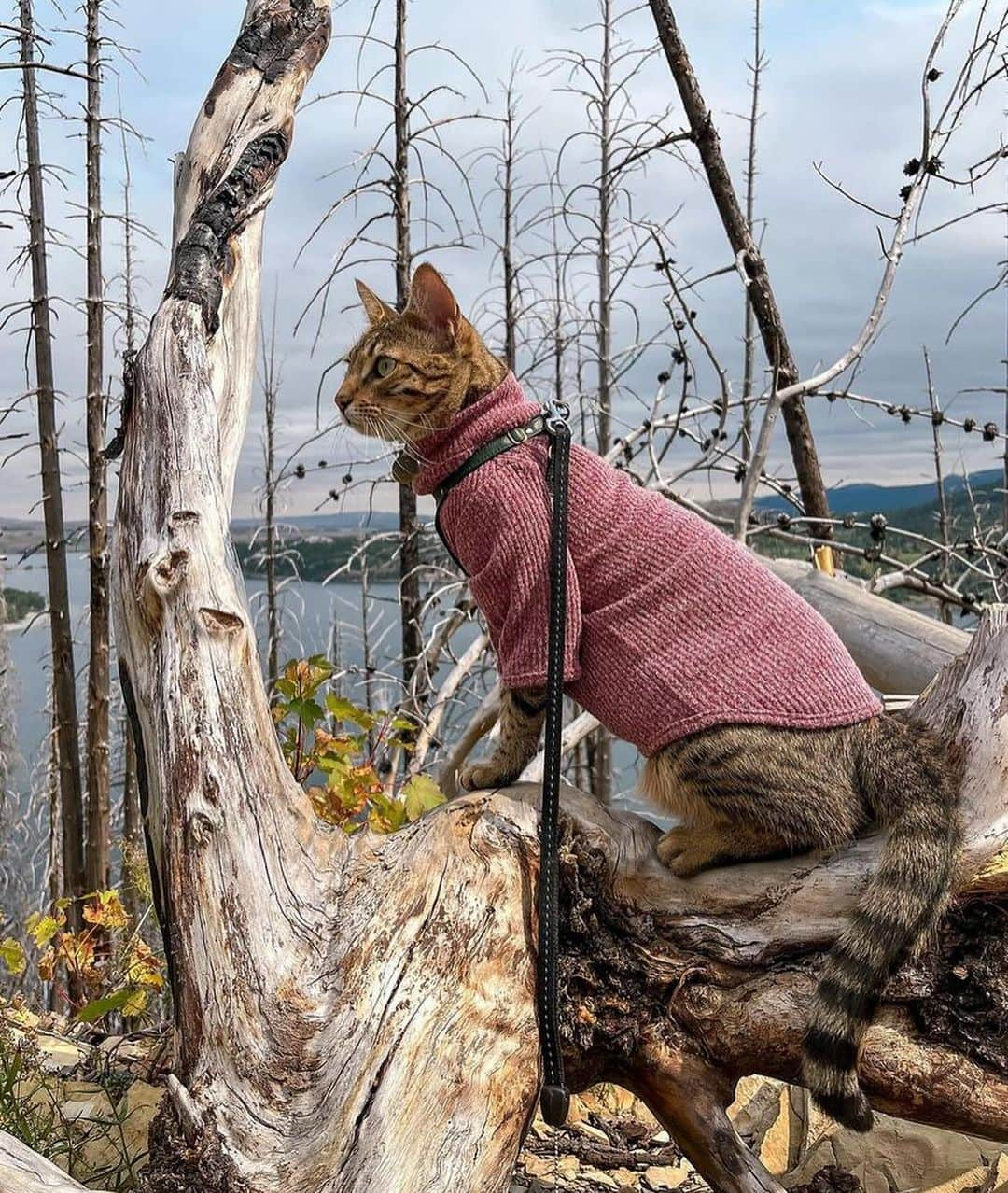 Bolt and Keelさんのインスタグラム写真 - (Bolt and KeelInstagram)「Meet Keira!! 🏔️ This adventure kitty enjoys exploring the outdoors in Lethbridge, Alberta.  @adventrapets ➡️ @keiratheadventurecat  —————————————————— Follow @adventrapets to meet cute, brave and inspiring adventure pets from all over the world! 🌲🐶🐱🌲  • TAG US IN YOUR POSTS to get your little adventurer featured! #adventrapets ——————————————————」11月11日 8時49分 - adventrapets