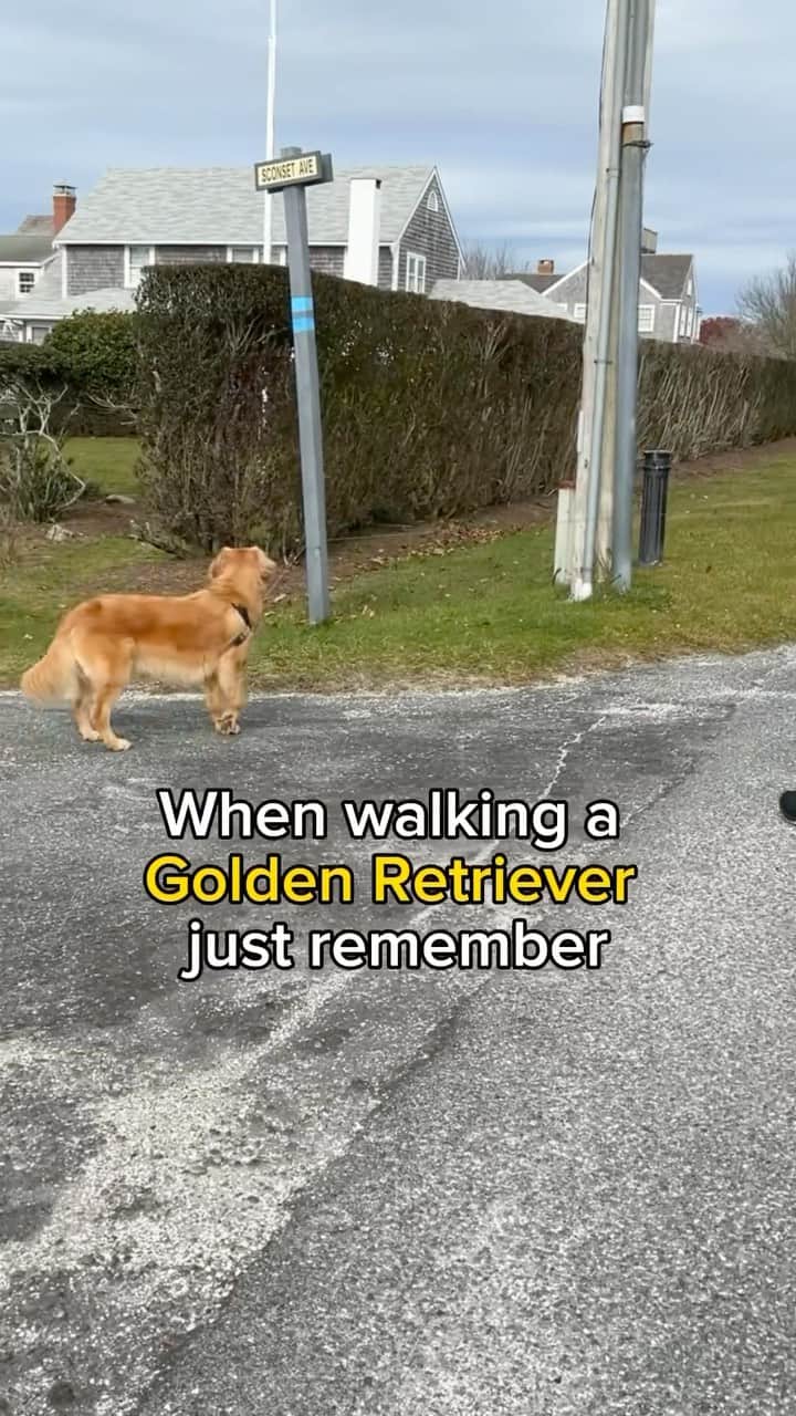 のインスタグラム：「We all know it’s @hudsonbegood’s way or the highway 😆 #nicetry   . . #nicetrymom #dogmomproblems #walkies #dogparents #walkingmydog #stubborndog #dogsofinstagram #goldenretrievergram」
