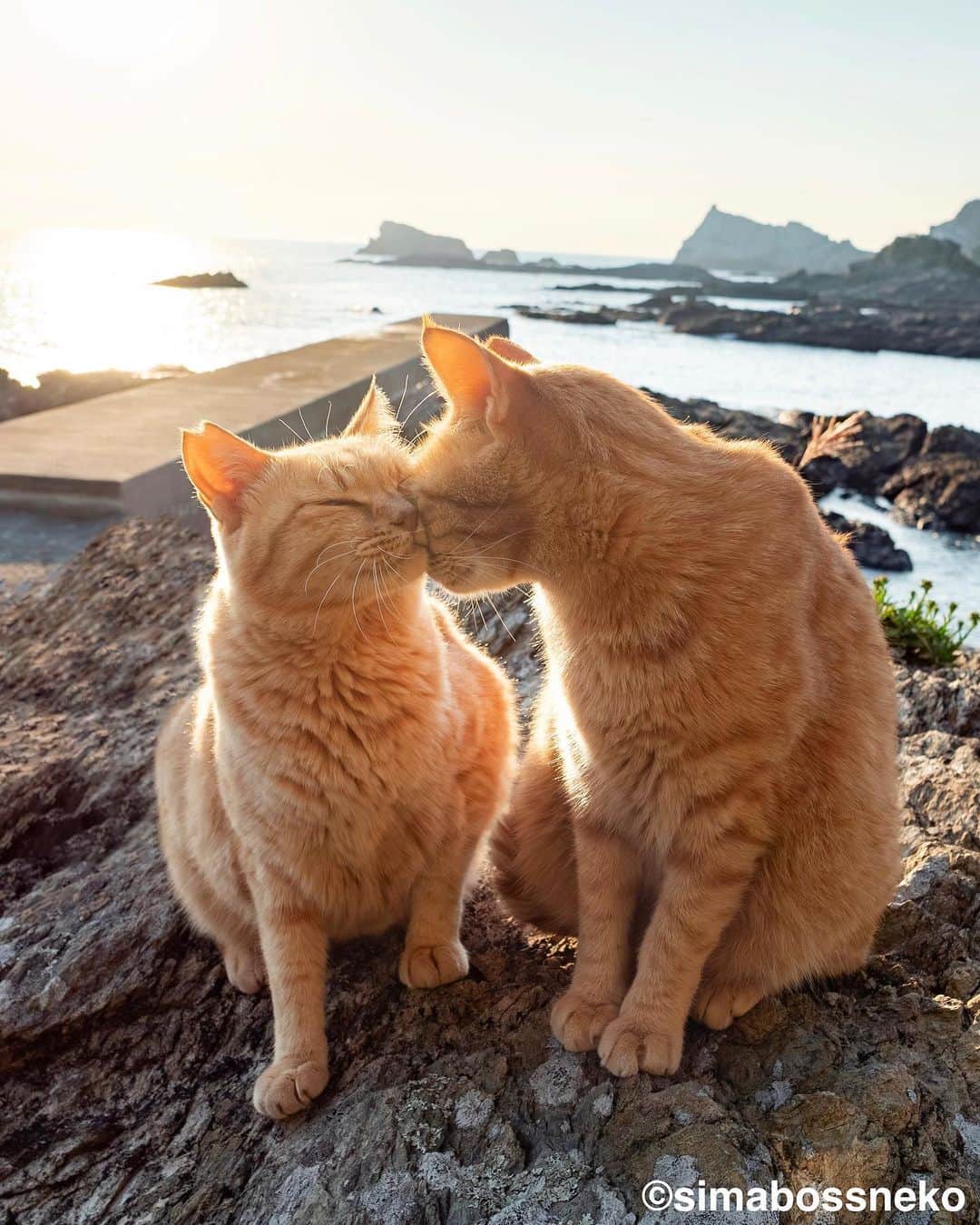 のインスタグラム：「・ なかよしの朝☀️ Happy Caturday💓 Swipeしてね←←🐾  ・ ＼カレンダーをご購入予定の方はお早めに／😸🐾  ★2024年版カレンダーラインナップ★ 今年は6種類😽  ◎卓上 B6 週めくりタイプ 【さちカレンダー2024】  ・愛らしい島猫"さち"の姿をおさめています🗓️ ・枚数28枚(両面仕様 計56面) ・初めての"週めくり"カレンダー✨ ●minne、メルカリShops内"simabossneko's shop"にて  ※大分・深島公式サイト、Cafeむぎ でも数量限定で販売中🐾  ・〜・〜・〜・〜・〜・〜・〜  ◎卓上 B6 週めくりタイプ 【ほっこり島猫週めくりカレンダー2024】  ・53週、ふくふく仲良し。選りすぐりの島猫たちがいっぱい🙌 ・枚数28枚(両面仕様 計56面)の週めくりカレンダー ・六曜、祝日付き ●minne、メルカリShops内"simabossneko's shop"にて  ※熊本・湯島売店、ねころびカフェでも数量限定で販売中  ・〜・〜・〜・〜・〜・〜・〜  ◎壁掛け 月めくりタイプ 【なかよしすぎる島猫カレンダー2024】  ・MdNコーポレーション製作 ・六曜、二十四節気、雑節、朔望（月相）、イベント、前後月掲載 ・自由に書き込めるフリースペースを用意 ・サイズ：縦30×横40cm（展開時60×40cm） ●Amazon japan、楽天ブックス等にて  ・〜・〜・〜・〜・〜・〜・〜  ◎卓上 日めくりタイプ 【ほっこりゆったり毎日島猫日めくりカレンダー2024】  ・翔泳社製作 ・毎日違う島猫の写真が楽しめる366日の日めくりタイプ ・お散歩、昼寝、仲良し、じゃれ合いなどなど、様々なシーンを掲載！ ・縦100×横140mm、天糊綴じ、370P、スタンド付き ●Amazon japan、楽天ブックス等にて  ・〜・〜・〜・〜・〜・〜・〜  ◎卓上月めくり、壁掛け月めくりの2タイプ 【日なたぼっこ猫だよりカレンダー2024】  ・アクティブコーポレーション製作 ・毎年好評のシリーズ。のんびりだらだらな猫たちが、癒しと、人生をちょっとよく生きるメッセージを送ります。 （カレンダー内には 7枚、simabossnekoの写真が採用されています） ●ハンズ、アクティブコーポレーション公式ショップ等にて  毎日島猫日めくりカレンダーと日なたぼっこ猫だよりは、 さちカレンダーや島猫週めくりカレンダーとのセットを、simabossneko's shopにて販売中です✨  ★minne、メルカリShopsへは @simabossneko または @p_nyanco22 のプロフィールリンクからご覧いただけます。 ・  Available now❗️ "Island Cats Weekly Calendar 2024" and "Sachi Weekly Calendar2024"  ●Island Cats Weekly Calendar 2024 53weeks, A lot of selected island cats photos❣️  ●Sachi Weekly Calendar 2024 It is a calendar that shows the lovely island cat "Sachi"💓  These are desktop, B6 size. 28 sheets (56 sides in total with double-sided specifications) Weekly calendar.   We also sell a great set with “Hinatabokko Nekodayori Calendar” and “366days Island cats Day to Day Calendar” 🐾  The 2024 calendars are sold at minne "simabossneko's shop"  ●Shop URL https://minne.com/＠simabossneko  🇺🇸🇰🇷🇹🇼🇭🇰🇫🇷🇩🇪🇮🇹etc. It is possible to purchase and ship the works from overseas.  ※ Shipping fee will be charged separately.  You can reach the shop from the profile link of @simabossneko or @p_nyanco22   And, Story highlights also have a link to the shop. Please take a look there too.  #しまねこ #島猫 #ねこ #猫写真 #cats_of_world #catloversclub #pleasantcats #catstagram #meowed #ig_japan #lumixg9」