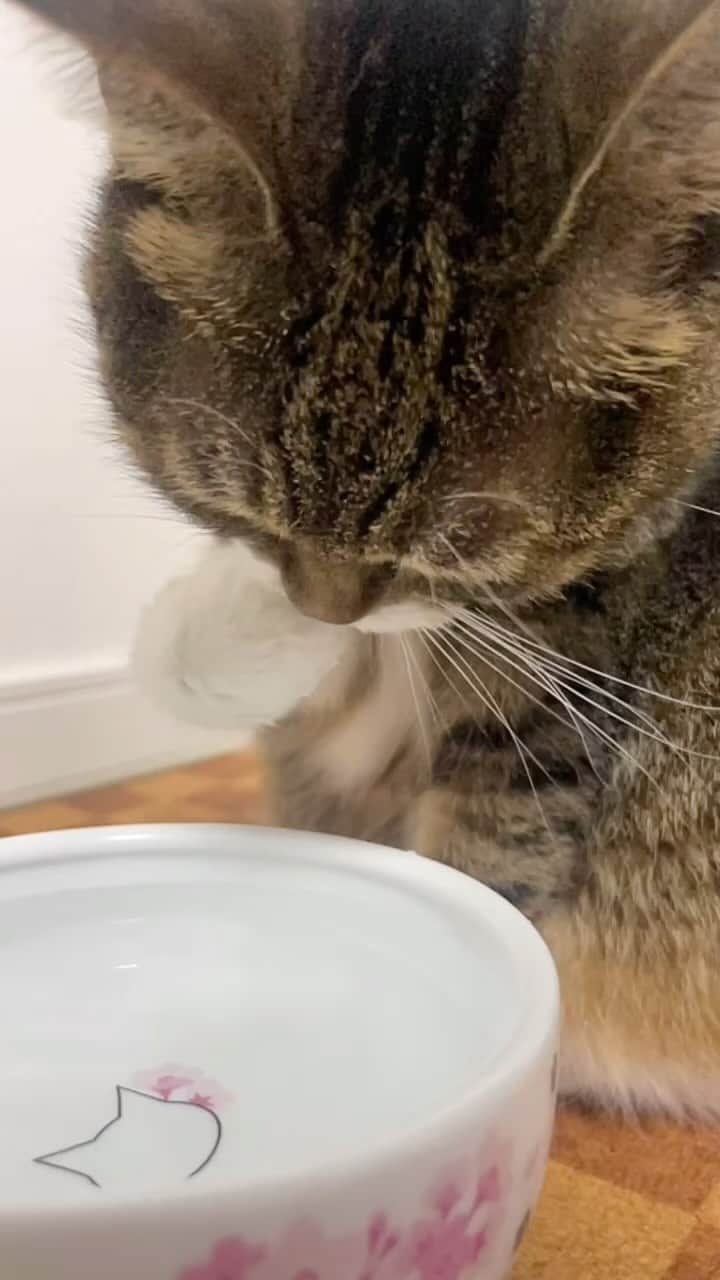 Sakiのインスタグラム：「* It's usual for Ruby to drink water like this, but this time, she kept with her paws for over 5 mins. I think it's time for her to learn how to use the straw😂 *」
