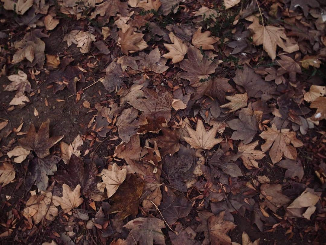 Halさんのインスタグラム写真 - (HalInstagram)「* * On the ground in autumn 🍂  * * #grsnaps #gr_meet_japan #grdigital4 #ricohgr #igersjp #jp_gallery_member  #sharaku_photostudio  #team_jp_ #ricoh_gr_women #shootgr #frametokyocollective  #thephotosector #voidtokyo  #streetphotography #scene_description #shootgr #i_c_part #lovers_amazing_group #reco_ig」11月11日 9時41分 - hal_h1010