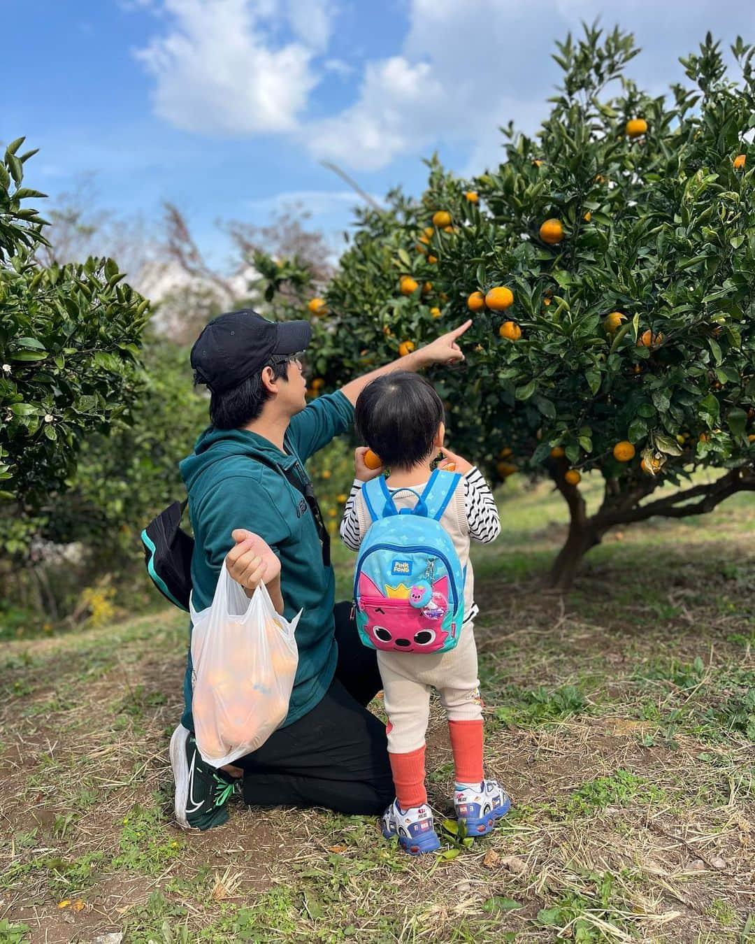 白井悠介のインスタグラム：「フルーツ大好きなちびいむとみかん狩り！ ちびいむはみかん5つも爆食いしてたよ。（笑）  もうちょっと寒くなったイチゴ狩りも始まるね( ´∀｀)  #子連れお出かけ #子連れスポット #みかん狩り #東京ドイツ村 #ぱぱすたぐらむ #2歳男の子」