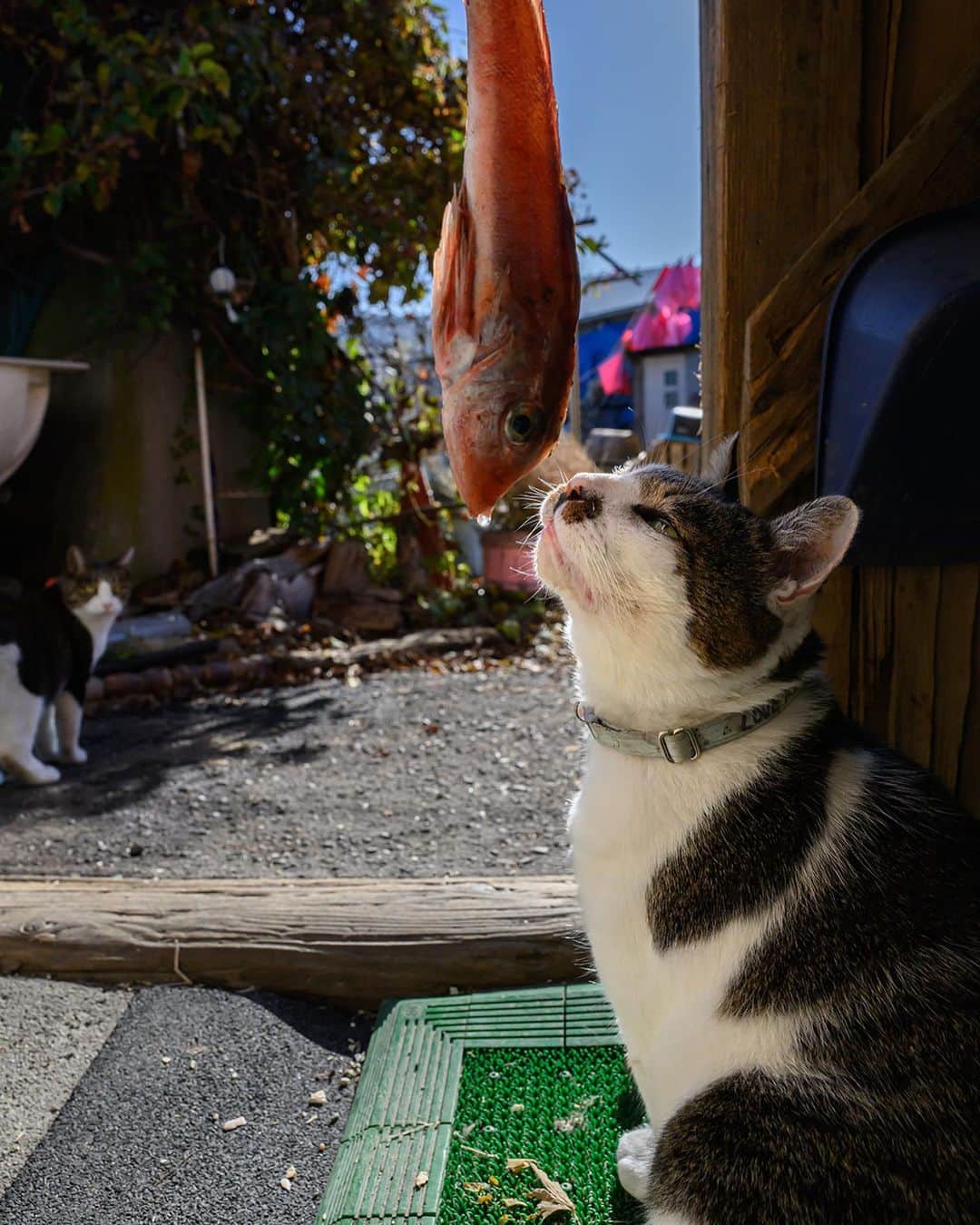 土肥美帆のインスタグラム：「😸 ☀︎ これ何だべ？ ケンジ、焼いて、いただきました。 バクバク食べてたので、 美味しかったみたい☺️  今日は初雪が降りそうな寒さ🥶 みなさん、あったかくして お過ごしください(=･ω･=)🔥  今日もご機嫌な1日をだべや  今日もひとつ告知あります。 後でアップします。 またみてね！」