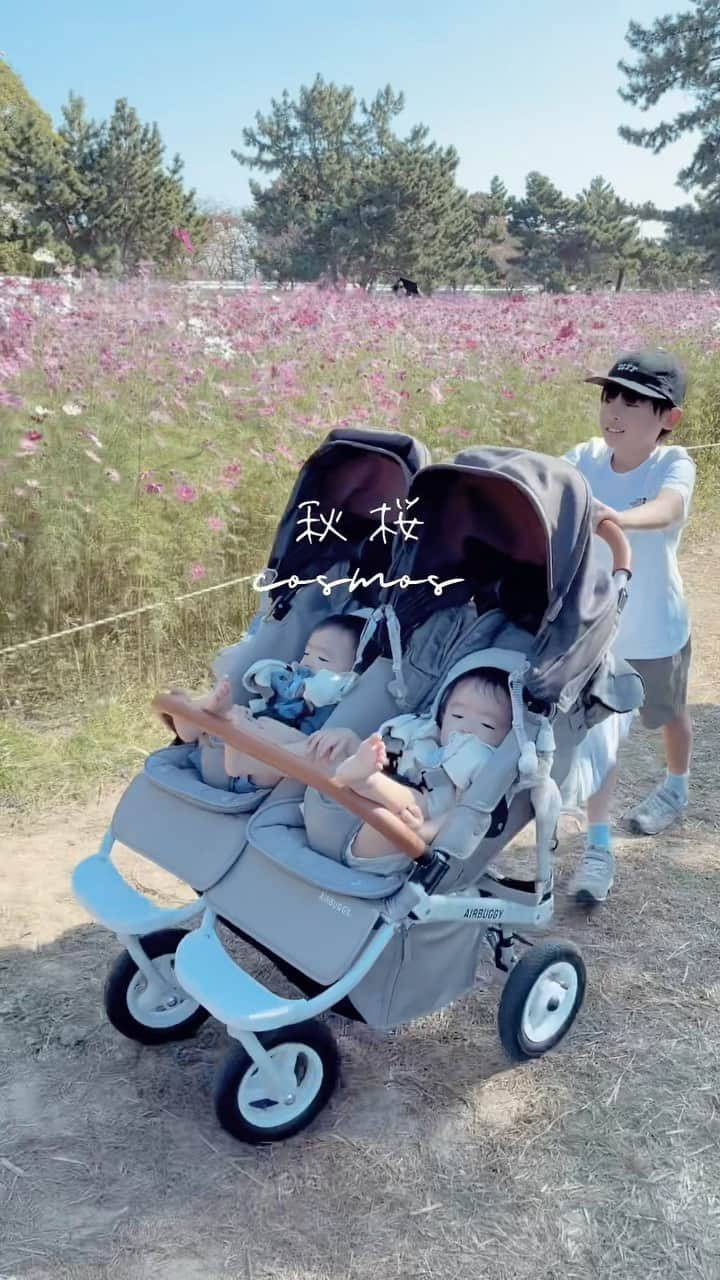 SHOGのインスタグラム：「秋桜☺︎☺︎☺︎ ひなたここにきたことあるんだよ  あおそらコスモス見れたかな？ 来年はみんなで一緒に歩こうね☺︎☺︎☺︎  双子育児ほかにも見る✈︎@shogphoto 双子とお兄ちゃんのくすっと笑える日常や かわいい癒しをお届けします♪  ✈︎プロフィール 5人家族/男３兄弟 双子あお.そら(1歳)☺︎☺︎ 小学２年生ひなた(8歳)☺︎ 双子育児に奮闘中…  ▼▼▼YouTube「双子と僕」で検索▼▼▼ 双子と僕 - Twins and Me / Family Vlog - 双子赤ちゃんの子育て、育児日記・育児記録  #あおそら #一歳 #秋桜 #コスモス #コスモス畑  #双子 #双子のいる生活 #子育て #育児 #育児日記 #ママリ #サンゴ  #たれまゆちゃん #一瞬一生を大切に」