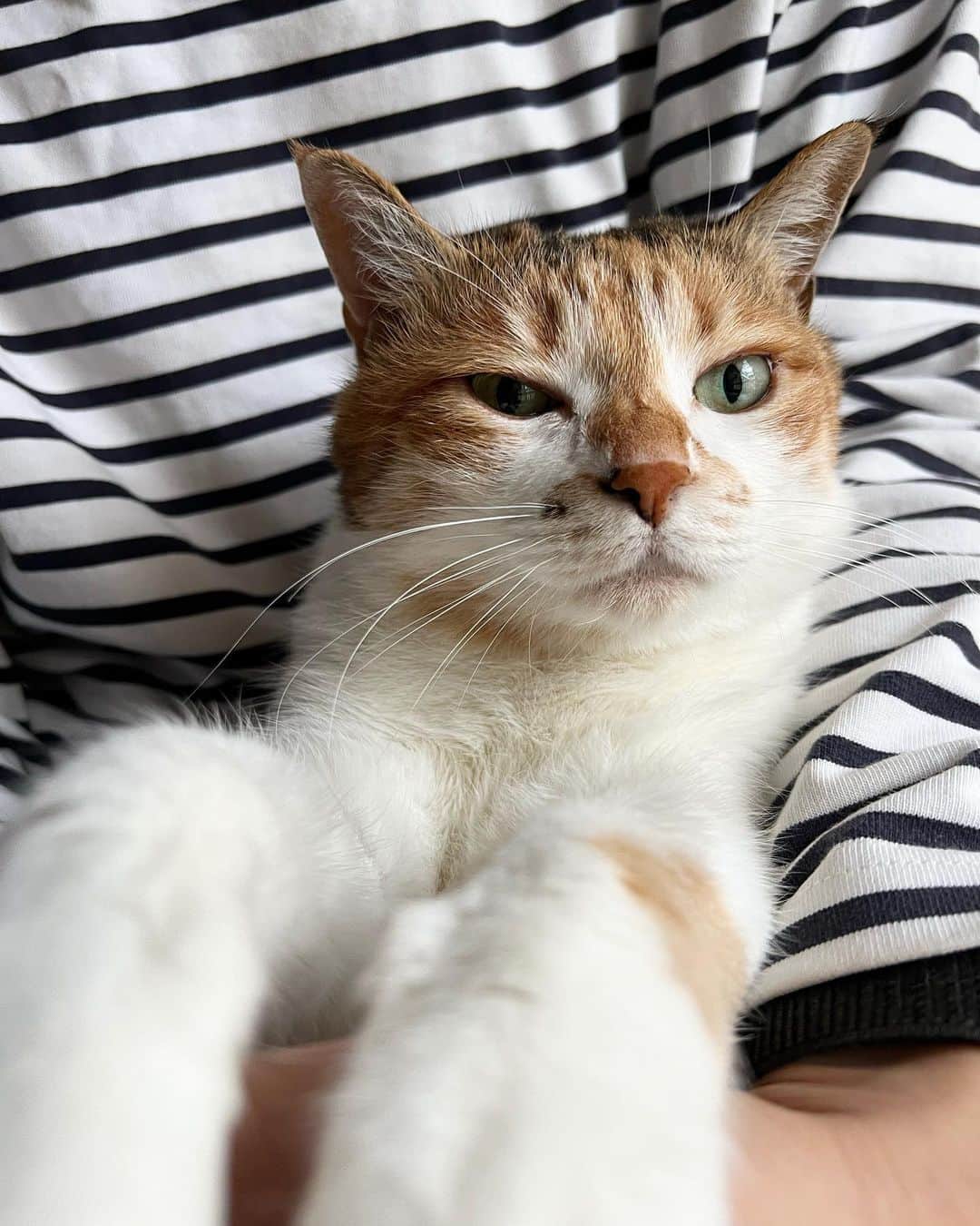 山田稔明のインスタグラム：「おはよ。全然起きれないチミータ。 #ポチ実 #三毛猫」
