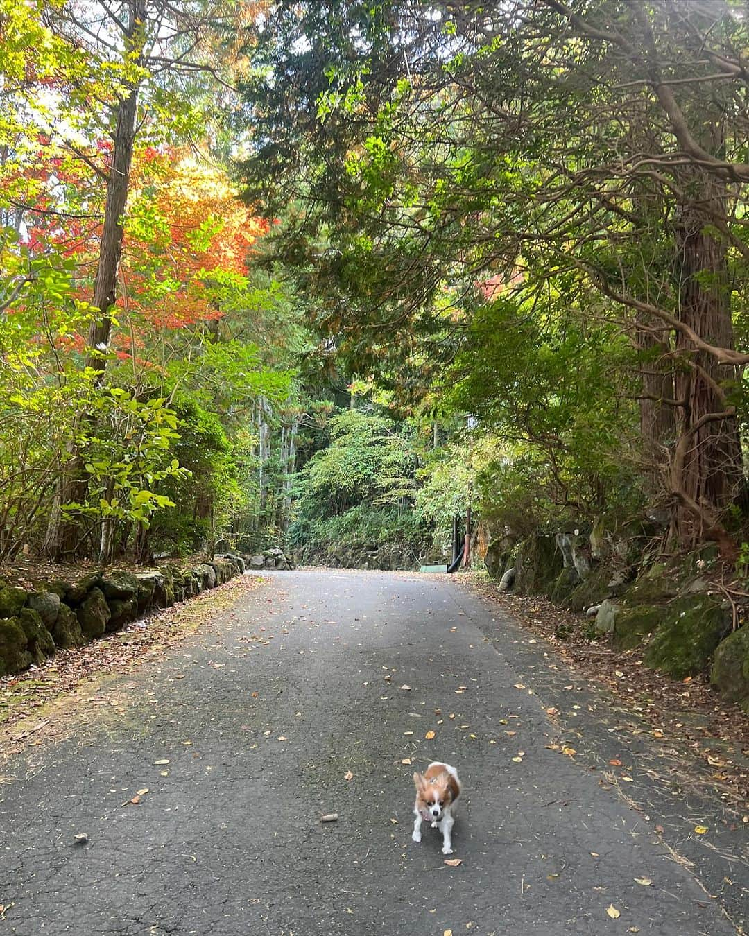 長谷川朋美さんのインスタグラム写真 - (長谷川朋美Instagram)「10日間の箱根別邸への滞在は、まさにリトリートな日々でした🥹   日がのぼると共に目覚めて   鳥の声を聞きながら 紅葉の木々の中をお散歩し   日が落ちるタイミングで夕食をし 寝る前に温泉に入って21時には就寝。   仕事は1日のうち3時間くらい集中して。   それ以外は、本を読んだり 自分と向き合ったり 家の手入れをしたり、 好きなことをして過ごす。   「暮らしを丁寧にする」   ということを味わえて、 たくさんの気づきがありました。  ・ だからこそ、普段忙しかったり 頑張っている方にこの時間を ここで体験してほしいなって。  人生で本当に大切なことがわかると思う。  ということで…来春からいよいよこの場所を リトリート施設として稼働しようと思います✨  今回はそのための構想と、打ち合わせと。  色んなアイディアが湧きました😍  ・ 普段やりたいことが溢れ 色々動きすぎてしまう私なので😂   たまにこうした時間は大事と痛感。     ワンコたちともたっぷり過ごせて たくさんの愛を感じる時間だった❤️   これからもこうした時間を 日常的にとって行こうと決意❣️   来年は月に1週間は 箱根で暮らす！宣言‼️    あー　言っちゃったー！🤣   だから必ず実現しよう👍  ※滞在の日々は、最新のブログに綴っています。 　最終日はカリフォルニアからゲスト🥰  #hakone #箱根 #retreat #リトリート #計画 #妄想 #丁寧な暮らし #自然と調和 #愛犬」11月11日 10時42分 - hasegawa.elena.tomomi