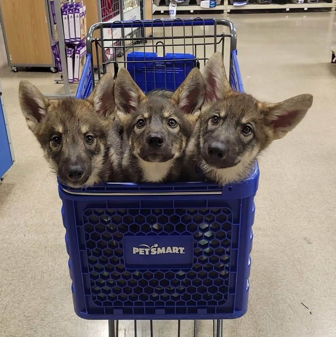 のインスタグラム：「I wonder what are they guarding inside that cart…🛒 - 📷 @wilderun_kennels - #barked #dog #doggo」