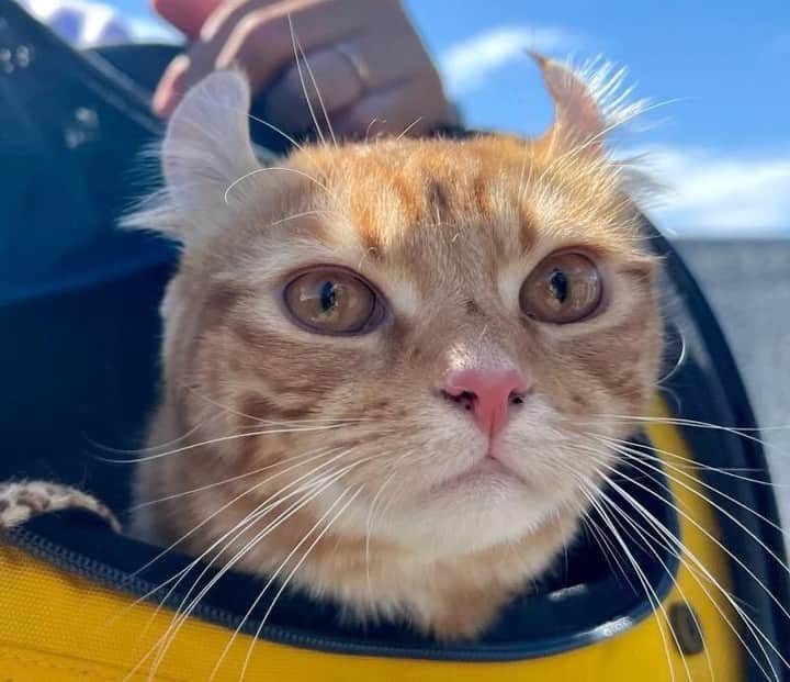 sippoのインスタグラム：「『sippoストーリー 』からの紹介です😺 アメリカンカールのランディくん（８カ月）やんちゃでマイペースな男の子👦飲み水で遊ぶと周りが水びたしになり困るので、お風呂場で遊ばせるようになった😂  飼い主さん：アールー  sippoのサイト（sippo.asahi.com）で、飼い主さんに投稿してもらった、犬や猫のとっておきストーリーをご紹介しています。 @sippo_official プロフィールのサイトリンクから、『sippoストーリー 』をご覧下さい👀✨ ㅤ あなたとペットのストーリーを募集しています！ #sippoストーリー をつけて、犬や猫の写真を投稿してくださいね🌸採用された方には、編集部からDMでご連絡差し上げます🐾 ㅤ #sippoストーリー #猫 #ネコ #ニャン #アメリカンカール」