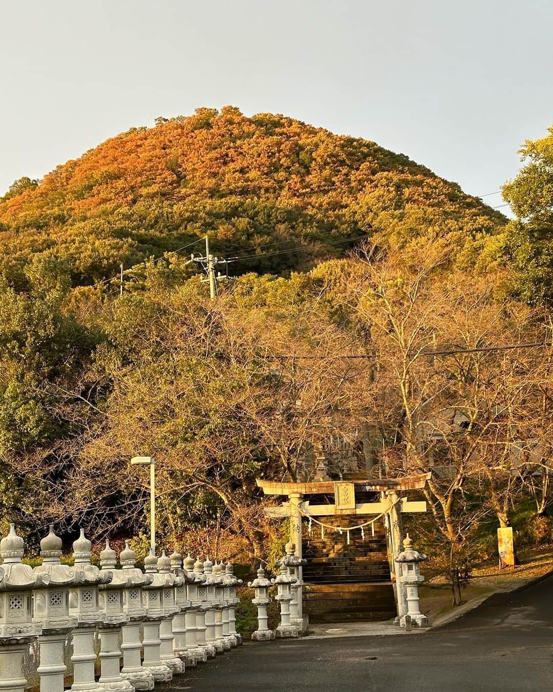 長久友紀さんのインスタグラム写真 - (長久友紀Instagram)「改めてになりますが、 香川県三木町の「獅子たちの里　三木まんで願。」にお越しくださった皆様、そして遠くから念を届けてくださった皆様、ありがとうございました♪  1月ぶりの香川県の地に降り立ちましたが、今回は念願の三木町巡りができてとっても楽しかったですー！！！  巡った場所は ①なりや本店　讃岐うどん あったかいおうどん食べたんだけどめっちゃちゅるっちゅるで美味しかったー！！  ②三木町庁舎 サインを書かせていただいたり、町長さんから渡邊雄太選手のお話を聞かせていただきました🏀  ③太古の森 メタセコイアの木を初めて見たんですが、まるでジュラシックパークの世界に入ったみたいだった！🦕 行った時も少し色づいてたけど、今はもう紅葉が見頃なのかしら？♡  ④MUCCA 太古の森からすぐのジェラート屋さん🍨 MUCCAミルクといちごミルフィーユのダブルを食べたよ🥛🍓 美味しすぎて写真撮らなきゃって思い出したのは食べてからでした... いちごミルフィーユは甘すぎないから大人向けらしいよ！ いちごミルクもあって、そちらはお子様におすすめらしい♡  ⑤白山神社 ちょうど夕方ごろに行ったんだけど、紅葉も綺麗で夕焼けに照らされた白山神社がめっちゃエモかった(//∀//)  ⑥骨付丸　亀鳥 一鶴に行こうとしたんだけど、めっちゃ並ぶーって聞いて地図で骨付鳥を探して行ったのがここ！！ 親鳥と雛鳥どっちもマネージャーさんと半分こしたよ🐓 もちろんおにぎりもマストで頼んだ！🍙  ⑦21時にアイス 骨付鳥食べた後になんか甘いもの食べたいねーってマネージャーさんと話して、またまた地図で近くのデザート屋さん調べたらここが気になって行ってみた！ ちゃんと撮影スポットもあって、サイズ感もちょうど良かった✨ 限定のパンプキンのアイスにしました(マネージャーさんもそれにしてた)🎃🍨  今回二日間タクシーを貸切していただいたんだけど、そのタクシー運転手の方が香川のうどんにとっても詳しい方で、実はこっそりイベント前にうどんを二軒くらい周って下さいました！ お店ごとに違った良さがあって私もまた香川に行った時はいろんなうどん屋さんハシゴしたいなぁって思いました！  いろんな場所を巡ってみて、沢山の三木町の方ともお会いしたんだけど、皆様とっても温かい素敵な方々ばかりでした…✨ また次こそはいちご狩り体験も出来ますように…🍓♡」11月11日 11時26分 - nagakuyuki