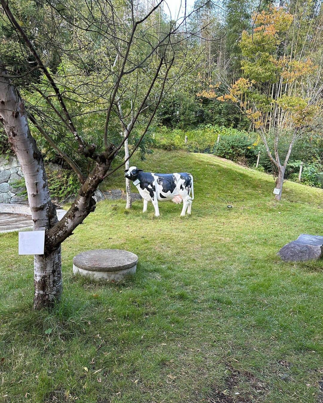 長久友紀さんのインスタグラム写真 - (長久友紀Instagram)「改めてになりますが、 香川県三木町の「獅子たちの里　三木まんで願。」にお越しくださった皆様、そして遠くから念を届けてくださった皆様、ありがとうございました♪  1月ぶりの香川県の地に降り立ちましたが、今回は念願の三木町巡りができてとっても楽しかったですー！！！  巡った場所は ①なりや本店　讃岐うどん あったかいおうどん食べたんだけどめっちゃちゅるっちゅるで美味しかったー！！  ②三木町庁舎 サインを書かせていただいたり、町長さんから渡邊雄太選手のお話を聞かせていただきました🏀  ③太古の森 メタセコイアの木を初めて見たんですが、まるでジュラシックパークの世界に入ったみたいだった！🦕 行った時も少し色づいてたけど、今はもう紅葉が見頃なのかしら？♡  ④MUCCA 太古の森からすぐのジェラート屋さん🍨 MUCCAミルクといちごミルフィーユのダブルを食べたよ🥛🍓 美味しすぎて写真撮らなきゃって思い出したのは食べてからでした... いちごミルフィーユは甘すぎないから大人向けらしいよ！ いちごミルクもあって、そちらはお子様におすすめらしい♡  ⑤白山神社 ちょうど夕方ごろに行ったんだけど、紅葉も綺麗で夕焼けに照らされた白山神社がめっちゃエモかった(//∀//)  ⑥骨付丸　亀鳥 一鶴に行こうとしたんだけど、めっちゃ並ぶーって聞いて地図で骨付鳥を探して行ったのがここ！！ 親鳥と雛鳥どっちもマネージャーさんと半分こしたよ🐓 もちろんおにぎりもマストで頼んだ！🍙  ⑦21時にアイス 骨付鳥食べた後になんか甘いもの食べたいねーってマネージャーさんと話して、またまた地図で近くのデザート屋さん調べたらここが気になって行ってみた！ ちゃんと撮影スポットもあって、サイズ感もちょうど良かった✨ 限定のパンプキンのアイスにしました(マネージャーさんもそれにしてた)🎃🍨  今回二日間タクシーを貸切していただいたんだけど、そのタクシー運転手の方が香川のうどんにとっても詳しい方で、実はこっそりイベント前にうどんを二軒くらい周って下さいました！ お店ごとに違った良さがあって私もまた香川に行った時はいろんなうどん屋さんハシゴしたいなぁって思いました！  いろんな場所を巡ってみて、沢山の三木町の方ともお会いしたんだけど、皆様とっても温かい素敵な方々ばかりでした…✨ また次こそはいちご狩り体験も出来ますように…🍓♡」11月11日 11時26分 - nagakuyuki