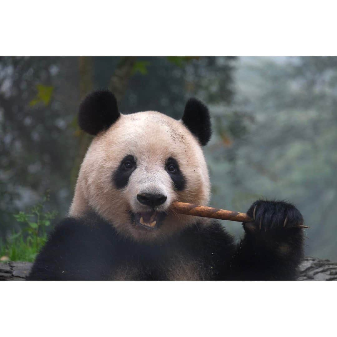 はなさんのインスタグラム写真 - (はなInstagram)「シャン子の小さなシャン真集を制作🐼厳選された9枚＋感動の登場シーンです❣️13:30から待つこと40分。到着後、中国の熱烈なシャン子ファンのみなさんから「静かにしてください」「色のある服は脱いでください」と日本語に訳されたメッセージを見せられ、ちょっとした緊張感が走りました。そのうちシャン子の写真をエアドロしてもらったり、私も「うちの子は賢いんですよ」「かわいいでしょ？」とお互い親バカ炸裂😂登場の瞬間、全員が静まり返ると森の妖精🧚🏻‍♀️の如く現れたシャン子。どろんこで汚れたおでことまん丸なお顔とお耳🐼上野出身のシャン子だ😭✨かわいらしさに加え、たくましさと美しさが際立っていました🥹ステージ上のおりんごやパンダ団子、たけのこを平らげ、餌を乗せたトラックが現場に到着すると、また森の中へと消えていきました🐼✨シャンシャン劇場、この日も最高のライヴを見せてくれました😭✨ #はなシャン子 #シャンシャン #雅安」11月11日 11時43分 - hanalovestaco