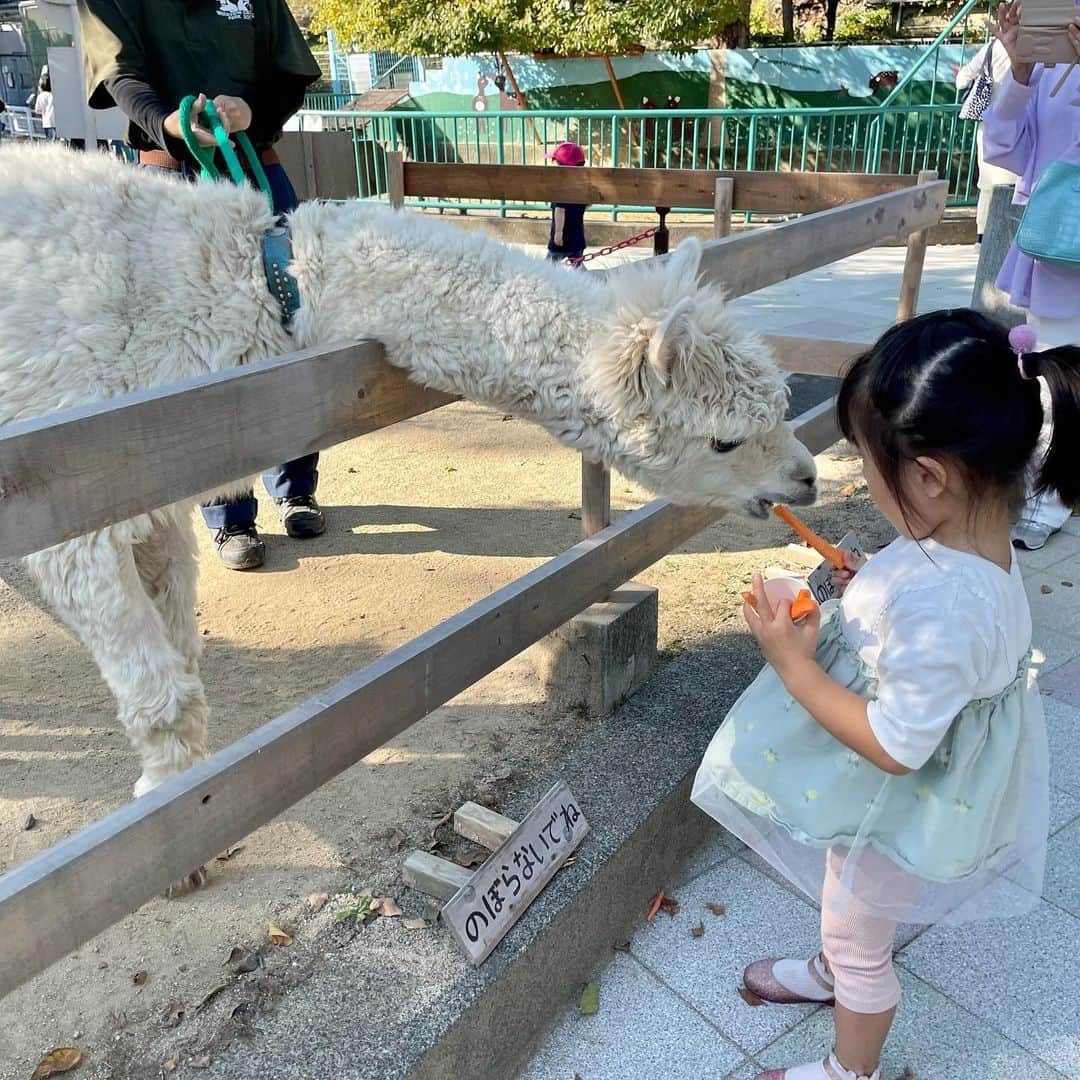 いわさきふきこ さんのインスタグラム写真 - (いわさきふきこ Instagram)「フリーランスなので産休・育休制度は無いのですが、、少しずつ仕事をセーブして、昨日から完全な休みに入りました✨出産までの約3週間、子どもたちとの時間をゆったり楽しみたいと思っています。　  子連れお出かけスポットでおすすめなのが、和歌山城の動物園🐻乗馬体験やエサやり体験ができるようになっていました！  エサやりに大ハマりした私と子どもたちは、高級ランチに行けてしまう程のエサ代をつぎ込んでしまったのでした🤭  #和歌山城公園動物園 #和歌山城 #お城とzooっと #令和3年生まれ #令和3年5月生まれ #2歳6ヶ月 #令和元年生まれ #令和元年10月生まれ #4歳1ヶ月 #1歳7ヶ月差 #姉弟」11月11日 12時08分 - fukikoiwasaki
