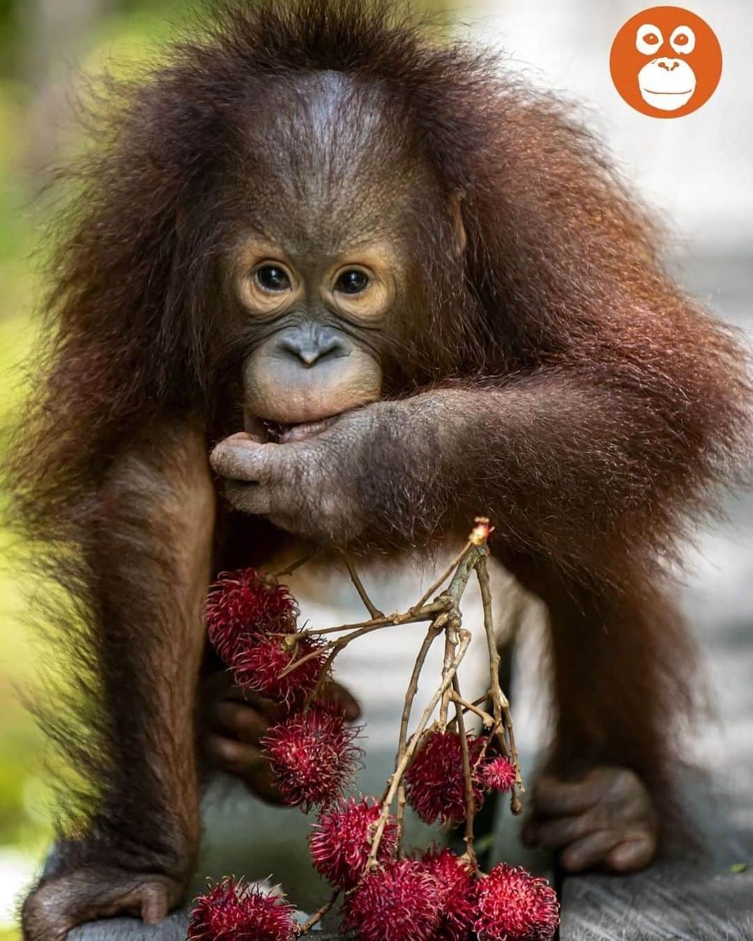 OFI Australiaのインスタグラム：「Did you know ...  About 60% of the orangutan's diet includes fruit, such as durians, jackfruit, lychees, mangosteens, mangoes, rambutans and figs. Orangutans are known as the “gardeners” of the forest, playing a vital role in seed dispersion and germination, and maintaining the health of the forest ecosystem.  #OrangutanAwarenessWeek #oaw2023 #OAW #orangutanfacts #saveorangutans #saynotopalmoil #orangutanbaby #fosteranorangutan #OrangutanRehabilitation #orangutanorphan」