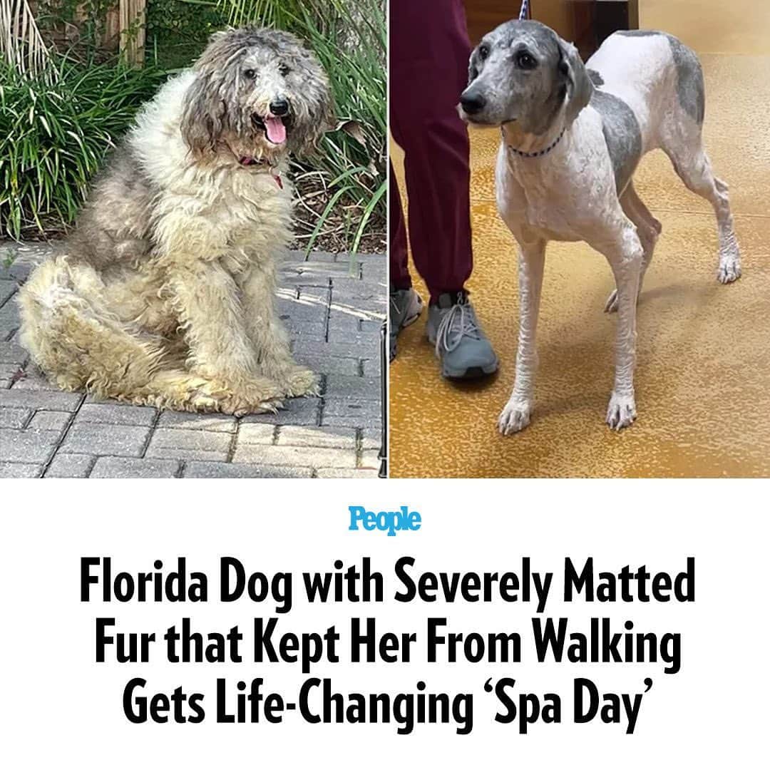 People Magazineのインスタグラム：「Loretta looks like a whole new dog. When the Poodle and Pooch Rescue of Florida first met Loretta, her coat was so matted and restrictive that she was "struggling to walk." The rescue put out an emergency plea on social media for a groomer in the Orlando area to help Loretta and received "an incredible response."  "Loretta's transformation is a testament to the incredible power of community and compassion...These incredible women gently worked their magic as if they were Loretta's personal fairy godmothers," the rescue said of the employees at As The Tail Wags Grooming who worked on Loretta for over three hours.  For the full story, tap the link in bio!   📷: COURTESY POODLE AND POOCH RESCUE」