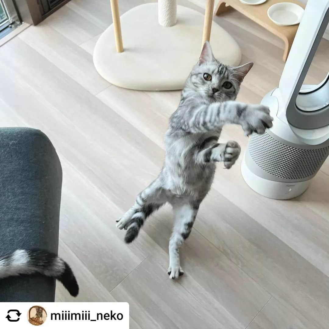 【公式】いぬのきもち・ねこのきもちさんのインスタグラム写真 - (【公式】いぬのきもち・ねこのきもちInstagram)「@miiimiii_neko さんのうーうーちゃん。  リズムにのってキレキレのダンス♪ ワンツーにゃんにゃん🐾  ハッシュタグ #いぬのきもち #ねこのきもち に投稿いただいた可愛い写真をご紹介しています！ 「いぬのきもちWEB　MAGAZINE」、「ねこのきもちWEB MAGAZINE」でもご紹介させていただくことも！  ------------------- #ねこ #猫 #ねこすたぐらむ #ねこのきもち #ねこ好き #ねこと暮らす #ねこ好きさんと繋がりたい #猫好きな人と繋がりたい #猫がいる生活 #猫と暮らす#猫好き #cat #catstagram #catsofinstagram #cats_of_instagram #アメリカンショートヘア#アメショ」11月11日 12時24分 - inunekome