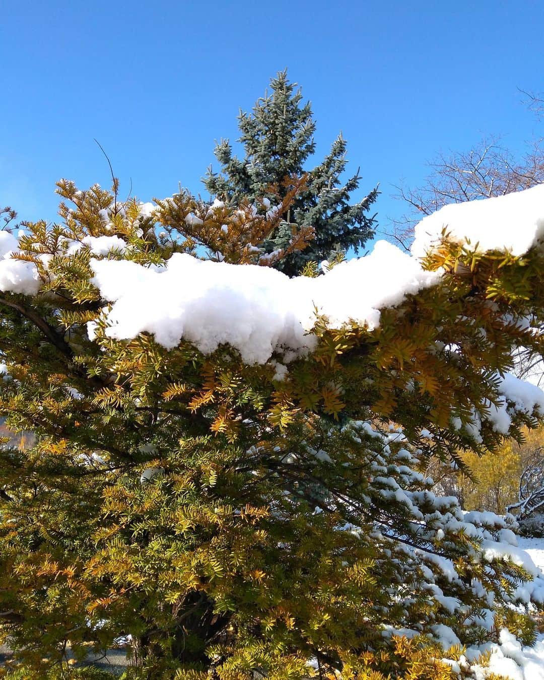 職人.comさんのインスタグラム写真 - (職人.comInstagram)「【初雪】  小樽ショールームに冬の便りが届きました！初雪というのは大人になっても心が躍るものです。しばらくは、降っては解けてを繰り返し、足元が悪くなることもありますので、ご来店の際はお気をつけてお越しくださいませ。店内暖かくしてお待ちしています。  小樽ショールーム https://www.shokunin.com/jp/showroom/otaru.html  @shokunincom  #職人ドットコム #京都市 #上京区 #中京区 #西陣 #キッチン用品 #調理道具 #調理器具 #料理道具 #台所道具 #日本の手仕事 #民芸 #民藝 #職人ドットコム小樽ショールーム #小樽運河 #小樽よいとこ #小樽市指定歴史的建造物 #小樽運河倉庫 #小樽運河公園 #小樽運河散策 #小樽運河沿い #小樽運河通り #小樽芸術村 #小樽散歩 #小樽散策」11月11日 12時26分 - shokunincom