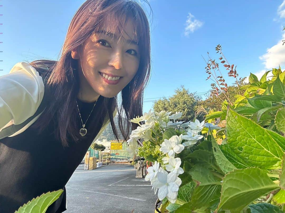 伊藤えみのインスタグラム：「季節外れの紫陽花。  #写真フォルダの中身公開中 #11月 #紫陽花 #秋のススキも映り込んでいるよ #hello #from #japan #伊藤えみ #emiito」