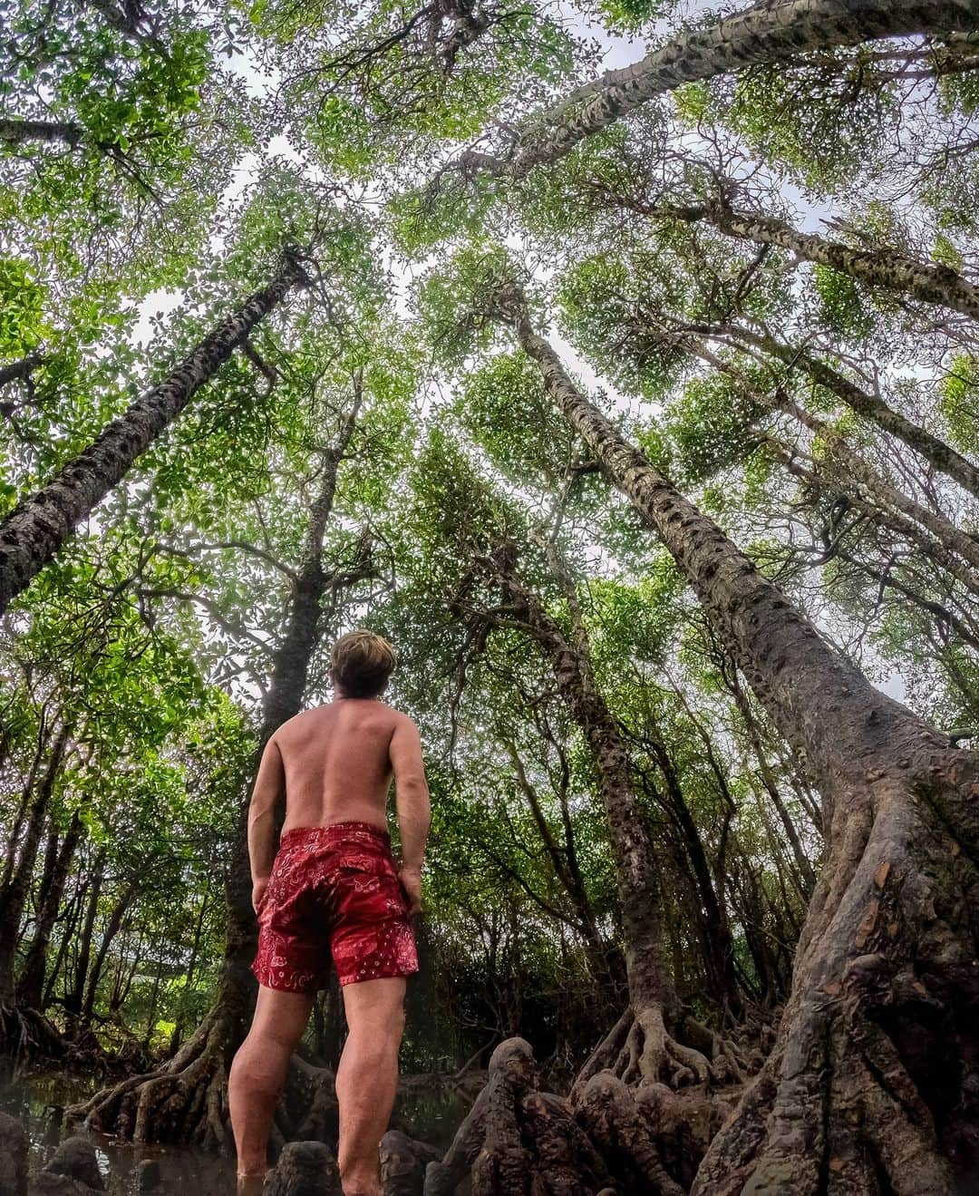 GoProさんのインスタグラム写真 - (GoProInstagram)「冒険の予感 🌳🌲🌴 マングローブの森を @yu_kimura が探索。 #GoProHERO12 Blackのタイムラプスフォトモードで撮影。 ・ ・ ・ #GoPro #GoProJP #GoProのある生活 #沖縄 #マングローブ #森 #Okinawa」11月11日 12時31分 - goprojp