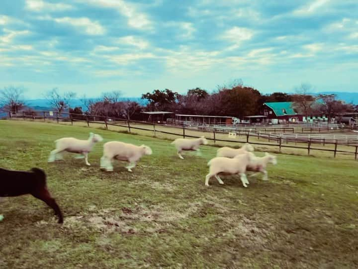 渕野右登のインスタグラム：「🐏🐕👨  #こ奴らめちゃ足速い」