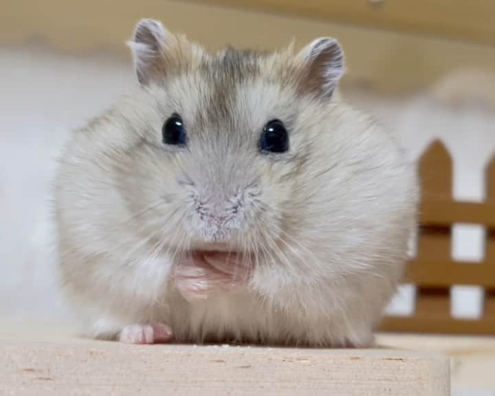 hamster_mocoのインスタグラム