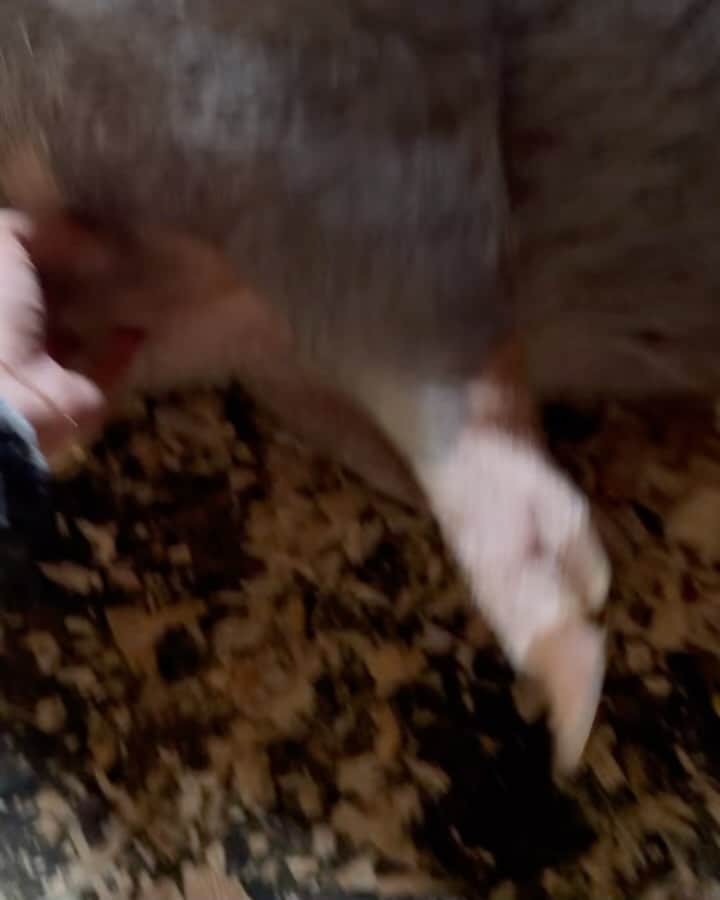 デヴィッド・アークエットのインスタグラム：「Do you follow @bozosbarnyard ? If not you’re missing out」