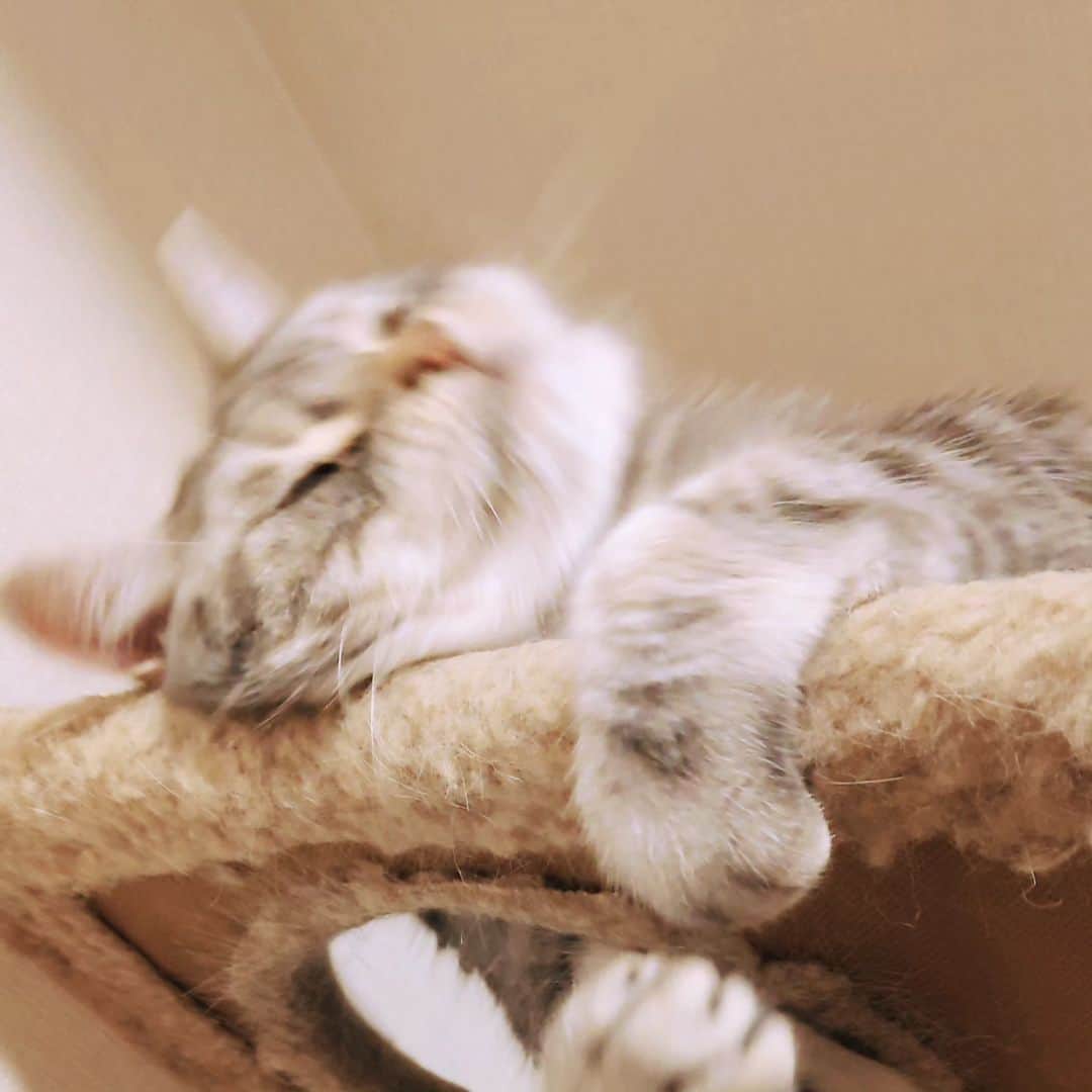 伊勢みずほさんのインスタグラム写真 - (伊勢みずほInstagram)「みんな元気？ シェーンはとっても元気だよ。  でも元気じゃないときだってあるよね。 そんな時は、いつもより長く寝てみたり、好きなおやつをおねだりしたり、またたびでゴロンゴロンしたりするの。  ままはスマホゲームを解禁したりしてるよ🤭  たまにはいいよね🤭  #シェーン #猫部 #猫が好き #またたび #ツムツム #伊勢みずほ」11月11日 13時05分 - isemizuhoo