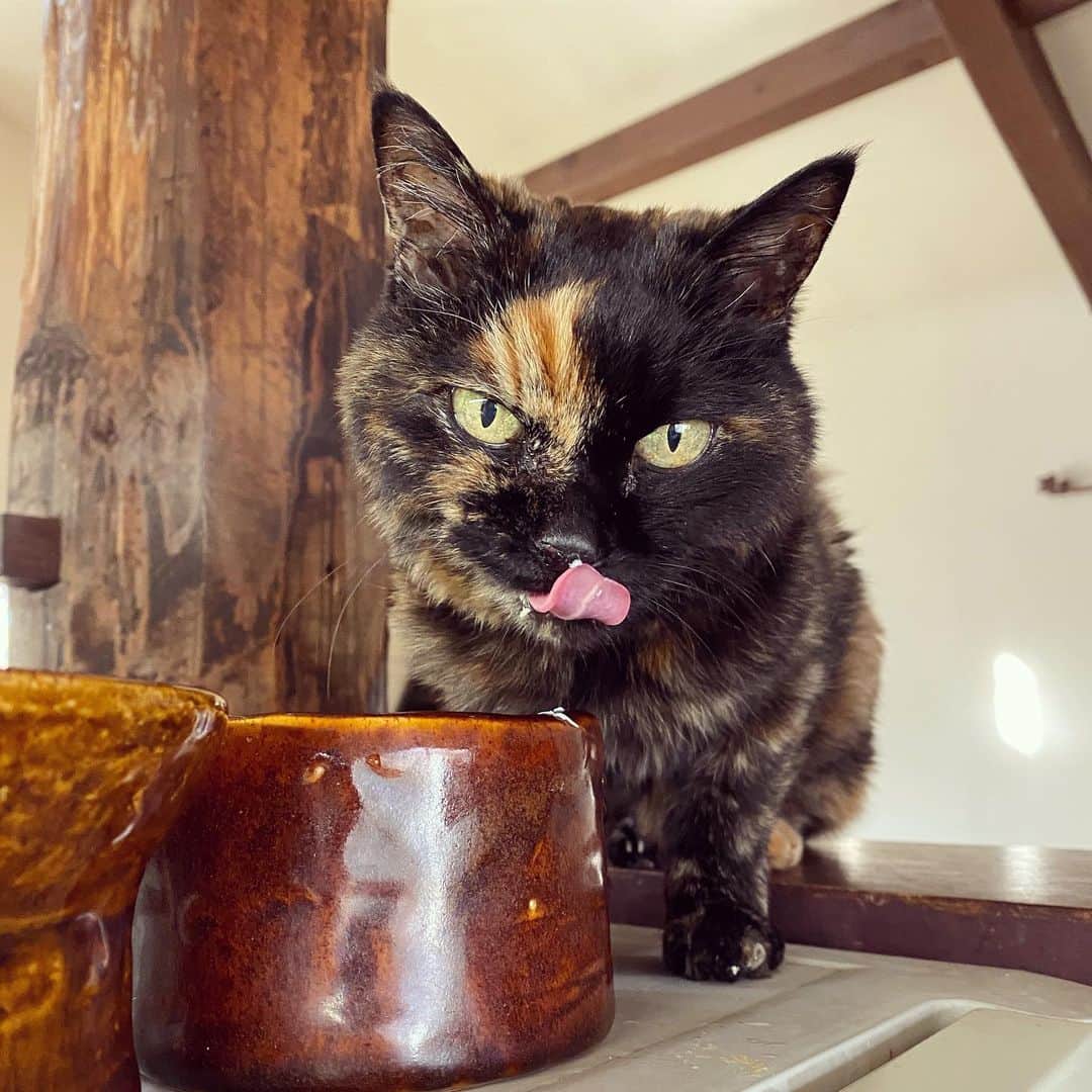 ひぐちにちほのインスタグラム：「食べてます。  (栄養的にはまだ足りないけど)  いろんな方からべっぴんを心配してくださりゴハンやおやつの差し入れをありがとうございます。 元気になってきて飼い主の食べ終わった昼ごはんのお皿を舐めてます。  #cat #ひぐち猫 #ひぐちべっぴん」