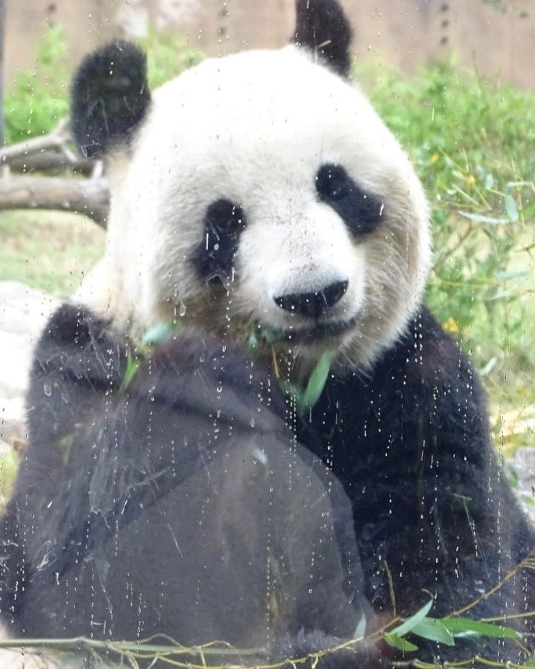 北内みさとさんのインスタグラム写真 - (北内みさとInstagram)「上野動物園に行きました ゴリラいなくて残念😢 雨の中の動物園は混雑してなくて よかったです🍨💓  パンダがこんなに近くで見れるなんて 知らなかった🫶🐼🩵  #上野動物園 #パンダ #🐼」11月11日 13時24分 - unyn1992