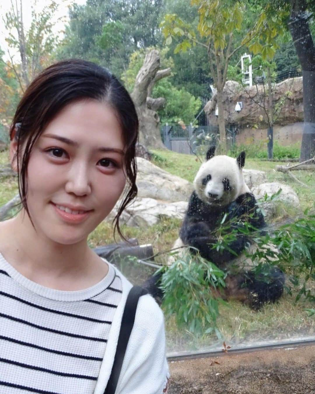 北内みさとのインスタグラム：「上野動物園に行きました ゴリラいなくて残念😢 雨の中の動物園は混雑してなくて よかったです🍨💓  パンダがこんなに近くで見れるなんて 知らなかった🫶🐼🩵  #上野動物園 #パンダ #🐼」