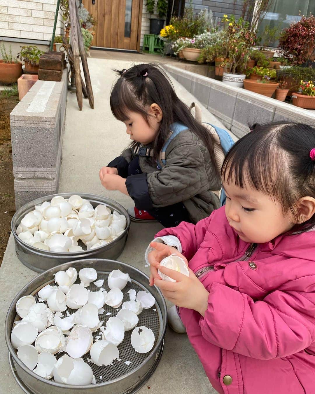 谷桃子さんのインスタグラム写真 - (谷桃子Instagram)「ウチの姫たちは実家の茨城で 内職？中(笑)✨🌸　  たまごの殻を砕いて、家庭菜園の肥料に使うのです♡♡  #茨城 #実家 #帰省中 #コモモちゃん #ピッピちゃん」11月11日 13時32分 - momoko5999