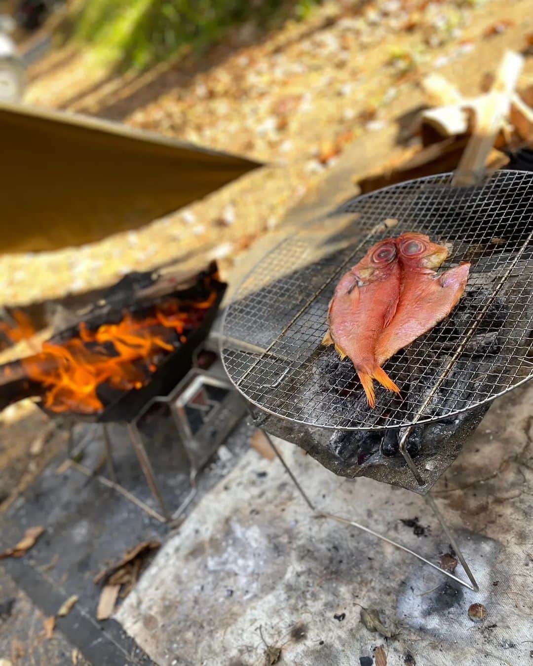 加藤ツバキさんのインスタグラム写真 - (加藤ツバキInstagram)「北軽井沢焚き火の旅🔥11月はじめに行ったんですがぼんやりしてたらもう11日ですね😂 ちょうど紅葉が見頃でした🍁最近定番メニューの焼き鳥はもちろん今回は魚も焼いて。海なし県ですがそんなの関係ありません。炭火で焼いたらだいたいウマいです。熱燗がしみる季節になってきました🍶 長野旅の買い出しは「ツルヤ」さんで（泊まったのは北軽井沢なので群馬県ですが） ここはオリジナル商品が豊富でホントに良い！そば茶はたっぷり入ってるのにお安いしストレートのりんごジュースあるし何でも揃うし！ツルヤさんラブです💛  帰りは鬼押し出し園で浅間山でっかいなーと感動してそば食べて東京へ。浅間山逆光で綺麗に撮れず🥲  今年は熊が多く里に出没してるのでソロ登山は本格的に冬になってから…と考えていますがどうなんでしょうねぇ。 冬眠しない個体もいるだろうし、お守りとして熊スプレー買おうかな🐻熊側も生き延びる為に餌を探すのに必死なんでしょうしこちらとしても熊の生息域にお邪魔している手前申し訳ないなぁとは思いますが、私も生き延びたいので仕方ないですね。バッティングしないように音は出して歩いていても万が一はありますからねぇ  当分は焚き火メインの外遊びで焼き鳥修行に励みます🔥  #焚き火 #ニンジャファイヤースタンドソロ #焼き鳥 #熱燗#ツルヤ #鬼押し出し園」11月11日 13時38分 - katotsuba_desu