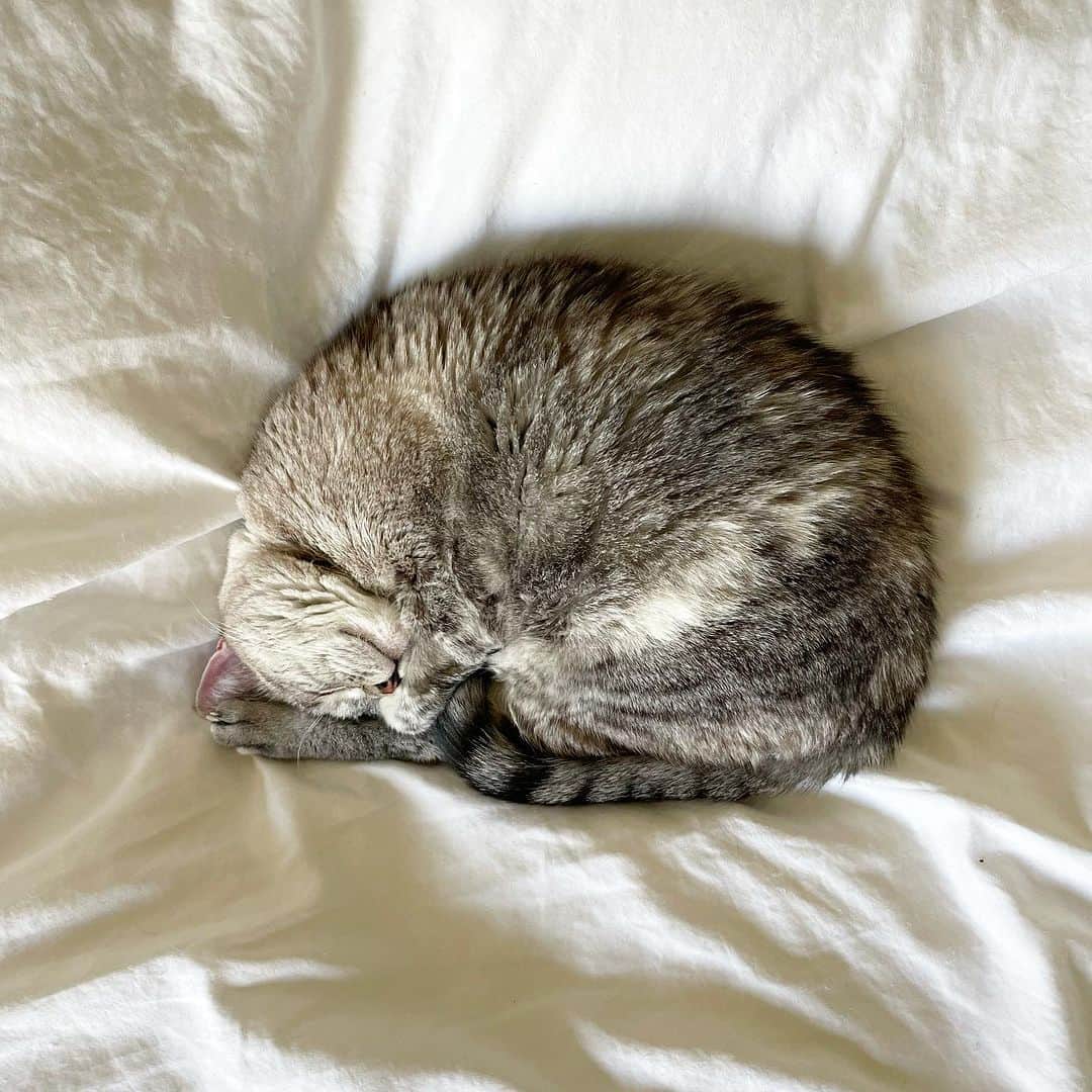 nala_catさんのインスタグラム写真 - (nala_catInstagram)「🍤 or 🐌 or 🥐or ?   #meow #cute #cat #catsofinstagram」11月11日 14時04分 - nala_cat