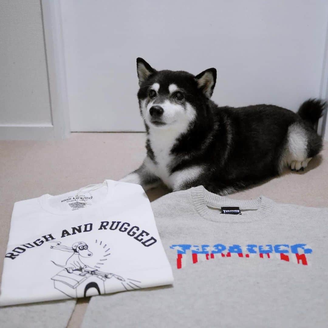 くろのインスタグラム：「@atsushi_kurumata さんのフリマでゲット🐾  #THRASHER #スラッシャー #ROUGHANDRUGGED #モデル犬 #オファーお待ちしております」