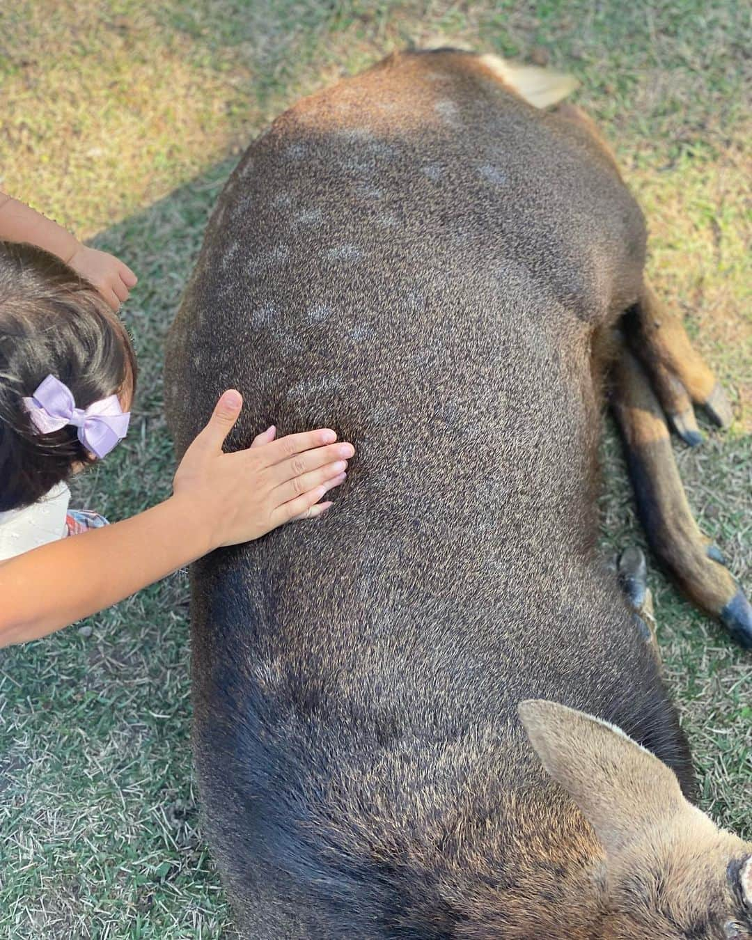 奥田順子さんのインスタグラム写真 - (奥田順子Instagram)「🦌さんを見に公園へ。  #1歳4ヶ月#子連れ奈良#奈良#HIANDキャップ」11月11日 15時56分 - okuda_junko