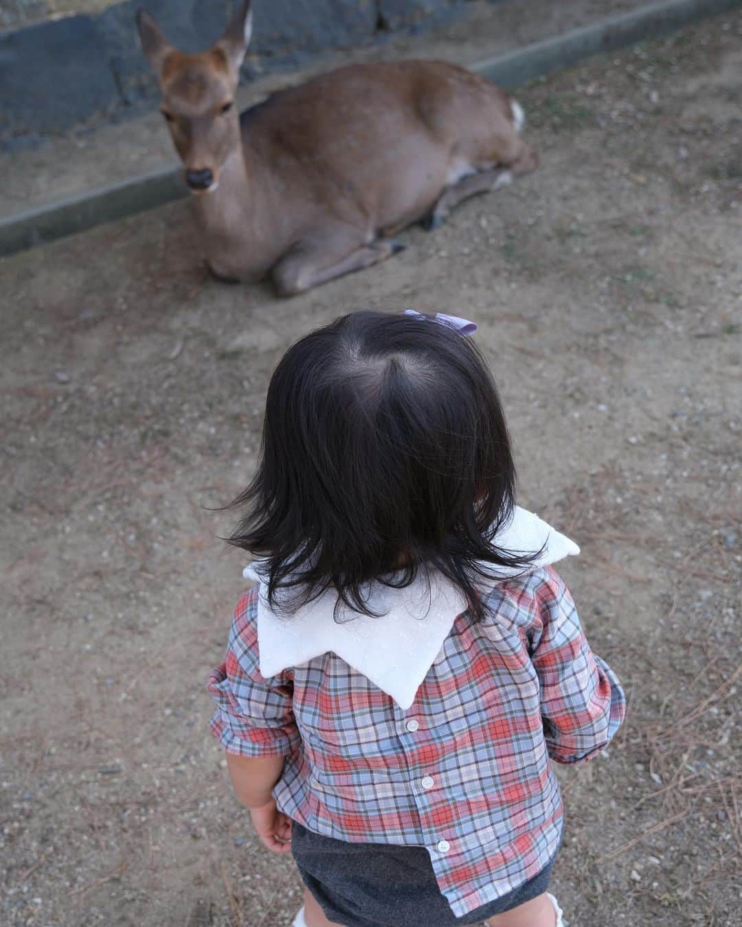 奥田順子さんのインスタグラム写真 - (奥田順子Instagram)「🦌さんを見に公園へ。  #1歳4ヶ月#子連れ奈良#奈良#HIANDキャップ」11月11日 15時56分 - okuda_junko