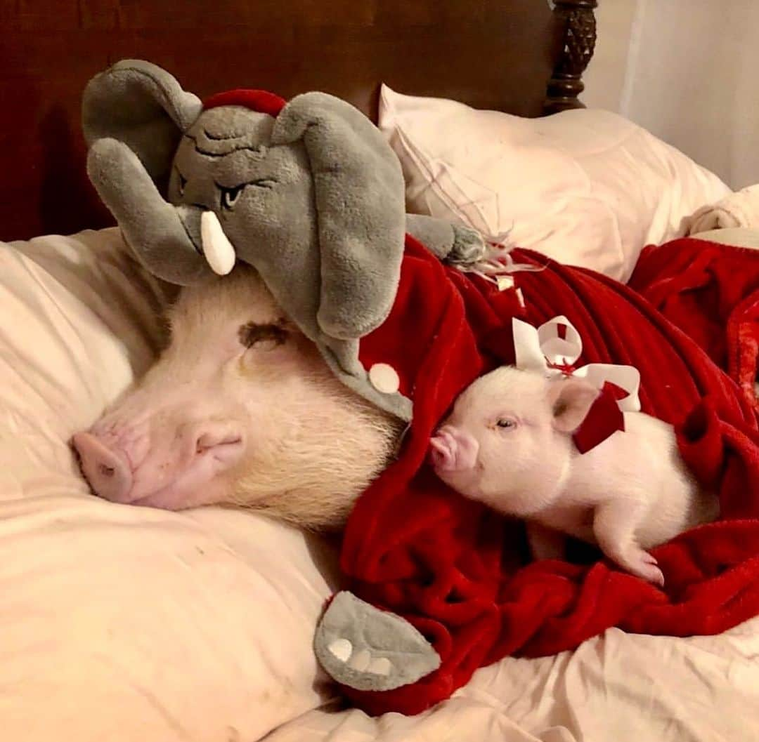 Priscilla and Poppletonのインスタグラム：「Any-piggy else sleep in before #GameDay! We are in the middle of a big rescue over @prissyandpops_helpinghooves, and I think Silly Pop is dreaming of having more little Bama piglet fans born on the farm soon (and of course a Bama win). He’s always so good with the babies! ROLL TIDE! Let’s go Bama!🐷🅰️🐘 #AlabamasPiggestFans #SillyPop #Bama #RollTide #PrissyandPop」