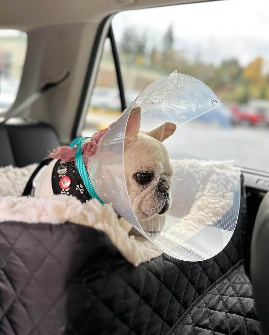 Sir Charles Barkleyのインスタグラム：「When you can’t get reception in the car #thebiggerthebetter  Barkley had surgery yesterday to remove a mass on his eye lid that has been bothering him. We are always nervous taking him to procedures that require anesthesia but he thankfully did really well. He’s not so happy about the cone he has to wear all week though but sissy is taking good care of him. 🙏🏼❤️」