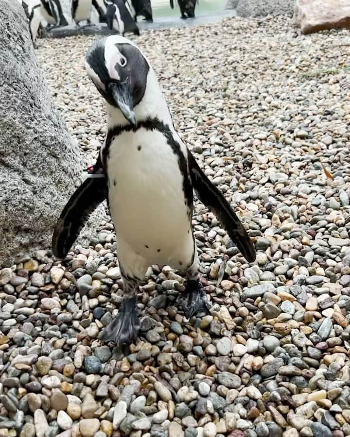 San Diego Zooのインスタグラム：「‘Tis the season of gratitude, not attitude, and one of our penguins didn’t get the memo. 🐧  This month’s perfect penguin is pint-sized Dot. You won’t be able to find a better ambassador for her species than the delightful Dot! She welcomes groups to the behind-the-scenes penguin viewing area and makes a connection with everyone she meets. Dot has inspired countless visitors to learn more about African penguins and the conservation work being done for the species. For her charm and welcoming demeanor, Dot is the good penguin of the month.  The penguin who needs improvement is Harlan. Harlan has been on a slippery slope of bad behavior. He’s not a very patient penguin and lets his care team know by purposely snapping at their legs when entering the habitat to feed. If he doesn’t get fed quickly enough, he grabs their hand forcefully with his bill and lets them know he means business. We don’t want to encourage this behavior, so he’s ignored when he’s acting rudely and only gets a fish when he waits patiently like everyone else. 🐟  #PenguinProgressReport #Drama #AfricanPenguin #SanDiegoZoo」