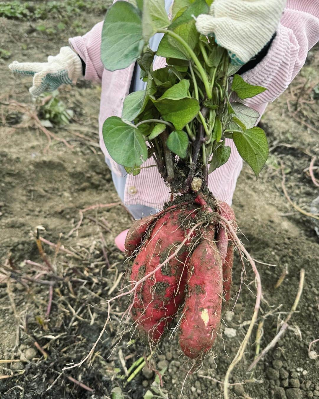 野崎玲欧奈のインスタグラム：「お芋掘り🍠  なに作ろうかな」