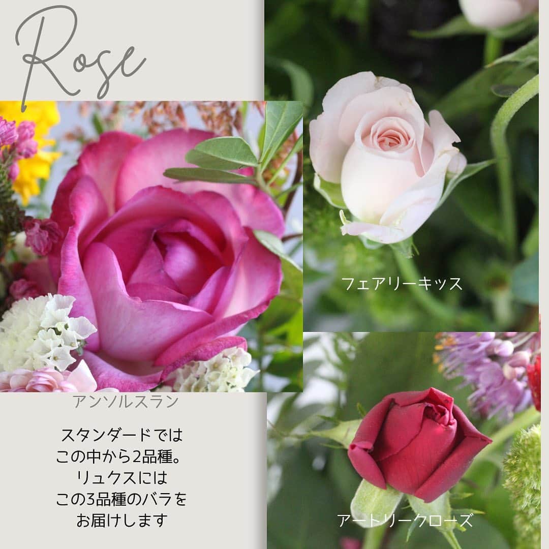雑誌『花時間』さんのインスタグラム写真 - (雑誌『花時間』Instagram)「本日お届けした定期便のお花をご紹介します💐  花時間（@hanajikan_magazine）です。  箱を開けたとたん、華やかさが目に沁みた花合わせでした。  いつもながら、茎も長いので、何度も切り戻しして✂️、長く楽しめそうです🌸  本日11／11お届けしたお花の名前は、こちらです🎵  お花を選ぶときの参考にもしてくださいね。 byピーターパン  【Sサイズ】 バラ（フェアリーキッス） アルストロメリア（ベールアップ） トルコギキョウ（クラシカル） カラー（キャプテンプロミス） キク（古都の夢） ドラセナ（コンパクタ―パープルドラセナ）  【Mサイズ】 バラ（アンソルスラン） バラ（アートリークローズ） カーネーション（クレオラ） アルストロメリア（ベールアップ） カラー（キャプテンプロミス） ケイトウ（ドリアン） キク（ドリア） キク（古都の夢） アルケミラモリス（ロブスター） ドラセナ（コンパクタ―パープルドラセナ） ユーカリ（銀世界） アカシア（ブルーブッシュ）  【Lサイズ】 バラ（アンソルスラン） バラ（アートリークローズ） バラ（フェアリーキッス） カーネーション（クレオラ） アルストロメリア（ベールアップ） トルコギキョウ（クラシカル） カラー（キャプテンプロミス） ケイトウ（ドリアン） キク（ドリア） キク（古都の夢） シンビジウム（ハイゼンスリー） アンスリウム（プレビア） アルケミラモリス（ロブスター） ドラセナ（コンパクタ―パープルドラセナ） ユーカリ（銀世界） アカシア（ブルーブッシュ） 【花時間ニュース】 💜『花時間マルシェ』発、花の定期便が大好評🥰　世界でここだけのバラと旬花が届く嬉しいサービスです💕  💜『花時間』の2024年カレンダー、大好評発売中！  💜『花時間2023秋』〈花屋さんへ行こう〉大好評発売中！  💜『花と短歌でめぐる 二十四節気 花のこよみ』大好評発売中  すべて @hanajikan_magazine のプロフィールのリンクから飛べます✈️  『花時間』本誌や書籍は全国の書店、ネット書店でも発売中✨  #花時間  #花のサブスク #花の定期便 #フラワーアレンジ #花が好き #花が好きな人と繋がりたい  #花を飾る  #花を飾る生活 #花屋さんへ行こう」11月11日 18時03分 - hanajikan_magazine