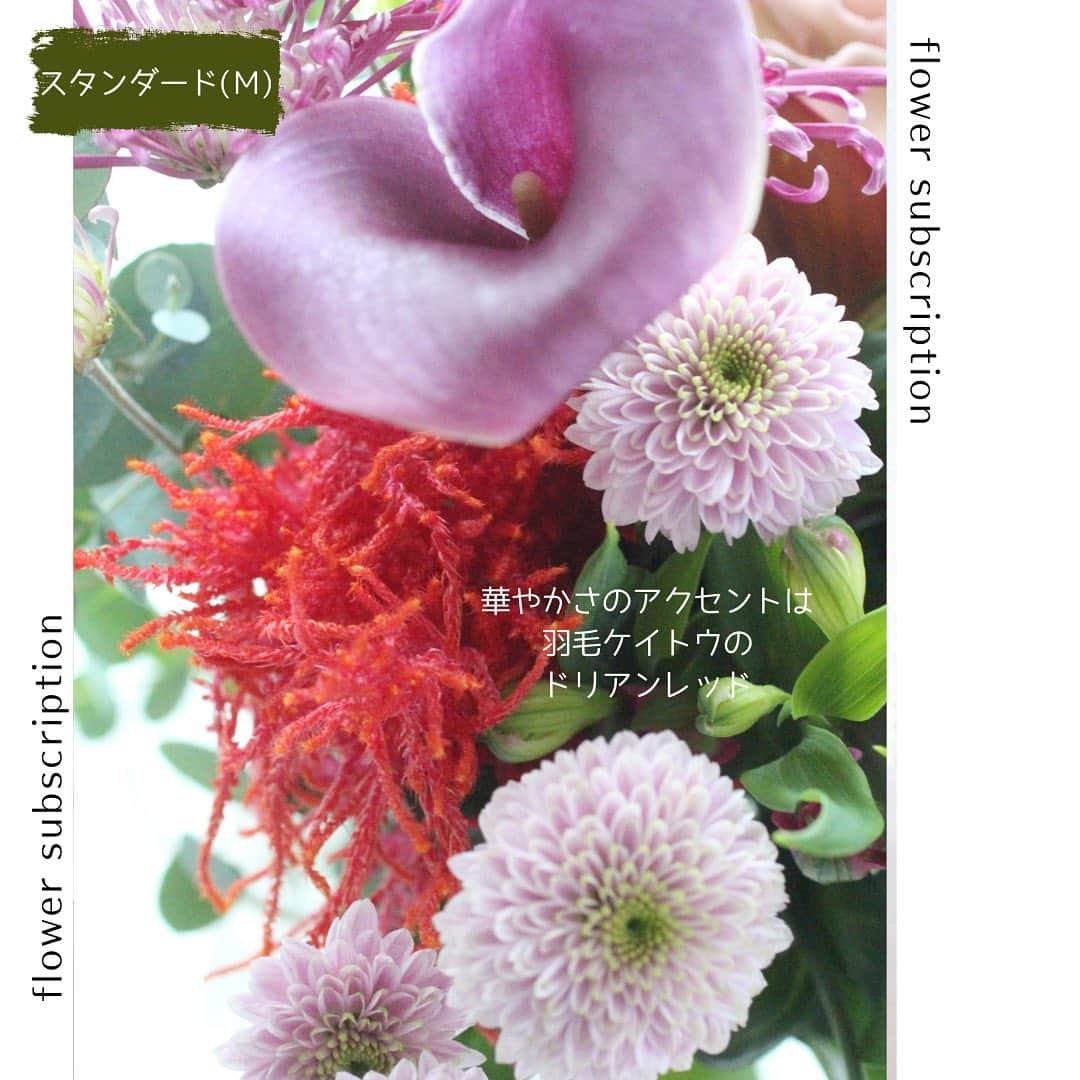 雑誌『花時間』さんのインスタグラム写真 - (雑誌『花時間』Instagram)「本日お届けした定期便のお花をご紹介します💐  花時間（@hanajikan_magazine）です。  箱を開けたとたん、華やかさが目に沁みた花合わせでした。  いつもながら、茎も長いので、何度も切り戻しして✂️、長く楽しめそうです🌸  本日11／11お届けしたお花の名前は、こちらです🎵  お花を選ぶときの参考にもしてくださいね。 byピーターパン  【Sサイズ】 バラ（フェアリーキッス） アルストロメリア（ベールアップ） トルコギキョウ（クラシカル） カラー（キャプテンプロミス） キク（古都の夢） ドラセナ（コンパクタ―パープルドラセナ）  【Mサイズ】 バラ（アンソルスラン） バラ（アートリークローズ） カーネーション（クレオラ） アルストロメリア（ベールアップ） カラー（キャプテンプロミス） ケイトウ（ドリアン） キク（ドリア） キク（古都の夢） アルケミラモリス（ロブスター） ドラセナ（コンパクタ―パープルドラセナ） ユーカリ（銀世界） アカシア（ブルーブッシュ）  【Lサイズ】 バラ（アンソルスラン） バラ（アートリークローズ） バラ（フェアリーキッス） カーネーション（クレオラ） アルストロメリア（ベールアップ） トルコギキョウ（クラシカル） カラー（キャプテンプロミス） ケイトウ（ドリアン） キク（ドリア） キク（古都の夢） シンビジウム（ハイゼンスリー） アンスリウム（プレビア） アルケミラモリス（ロブスター） ドラセナ（コンパクタ―パープルドラセナ） ユーカリ（銀世界） アカシア（ブルーブッシュ） 【花時間ニュース】 💜『花時間マルシェ』発、花の定期便が大好評🥰　世界でここだけのバラと旬花が届く嬉しいサービスです💕  💜『花時間』の2024年カレンダー、大好評発売中！  💜『花時間2023秋』〈花屋さんへ行こう〉大好評発売中！  💜『花と短歌でめぐる 二十四節気 花のこよみ』大好評発売中  すべて @hanajikan_magazine のプロフィールのリンクから飛べます✈️  『花時間』本誌や書籍は全国の書店、ネット書店でも発売中✨  #花時間  #花のサブスク #花の定期便 #フラワーアレンジ #花が好き #花が好きな人と繋がりたい  #花を飾る  #花を飾る生活 #花屋さんへ行こう」11月11日 18時03分 - hanajikan_magazine