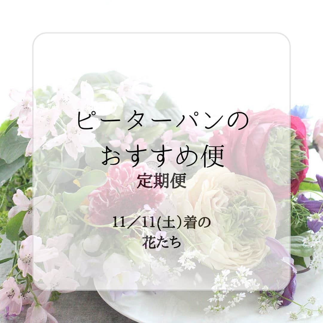 雑誌『花時間』のインスタグラム：「本日お届けした定期便のお花をご紹介します💐  花時間（@hanajikan_magazine）です。  箱を開けたとたん、華やかさが目に沁みた花合わせでした。  いつもながら、茎も長いので、何度も切り戻しして✂️、長く楽しめそうです🌸  本日11／11お届けしたお花の名前は、こちらです🎵  お花を選ぶときの参考にもしてくださいね。 byピーターパン  【Sサイズ】 バラ（フェアリーキッス） アルストロメリア（ベールアップ） トルコギキョウ（クラシカル） カラー（キャプテンプロミス） キク（古都の夢） ドラセナ（コンパクタ―パープルドラセナ）  【Mサイズ】 バラ（アンソルスラン） バラ（アートリークローズ） カーネーション（クレオラ） アルストロメリア（ベールアップ） カラー（キャプテンプロミス） ケイトウ（ドリアン） キク（ドリア） キク（古都の夢） アルケミラモリス（ロブスター） ドラセナ（コンパクタ―パープルドラセナ） ユーカリ（銀世界） アカシア（ブルーブッシュ）  【Lサイズ】 バラ（アンソルスラン） バラ（アートリークローズ） バラ（フェアリーキッス） カーネーション（クレオラ） アルストロメリア（ベールアップ） トルコギキョウ（クラシカル） カラー（キャプテンプロミス） ケイトウ（ドリアン） キク（ドリア） キク（古都の夢） シンビジウム（ハイゼンスリー） アンスリウム（プレビア） アルケミラモリス（ロブスター） ドラセナ（コンパクタ―パープルドラセナ） ユーカリ（銀世界） アカシア（ブルーブッシュ） 【花時間ニュース】 💜『花時間マルシェ』発、花の定期便が大好評🥰　世界でここだけのバラと旬花が届く嬉しいサービスです💕  💜『花時間』の2024年カレンダー、大好評発売中！  💜『花時間2023秋』〈花屋さんへ行こう〉大好評発売中！  💜『花と短歌でめぐる 二十四節気 花のこよみ』大好評発売中  すべて @hanajikan_magazine のプロフィールのリンクから飛べます✈️  『花時間』本誌や書籍は全国の書店、ネット書店でも発売中✨  #花時間  #花のサブスク #花の定期便 #フラワーアレンジ #花が好き #花が好きな人と繋がりたい  #花を飾る  #花を飾る生活 #花屋さんへ行こう」