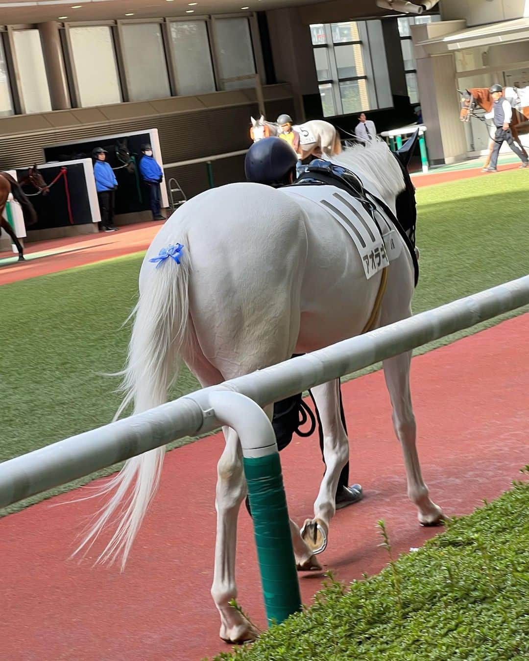 ちょこばななさんのインスタグラム写真 - (ちょこばななInstagram)「アオラキくんが福島競馬場に来るって知って行ってきた🙌💫 近くで見れて嬉しかった😭🩵 . #福島競馬場#福島競馬#福島#競馬場#umajo#競馬#umajospot #selfie#ootd#데일리#좋아요#셀카#셀스타그램#셀피#148cm#冬コーデ#ぽっちゃり#ぽっちゃりコーデ#pageboy#JEANASIS#cider#heather#drmartens#プチプラ#競馬女子」11月11日 18時32分 - choco8787banana